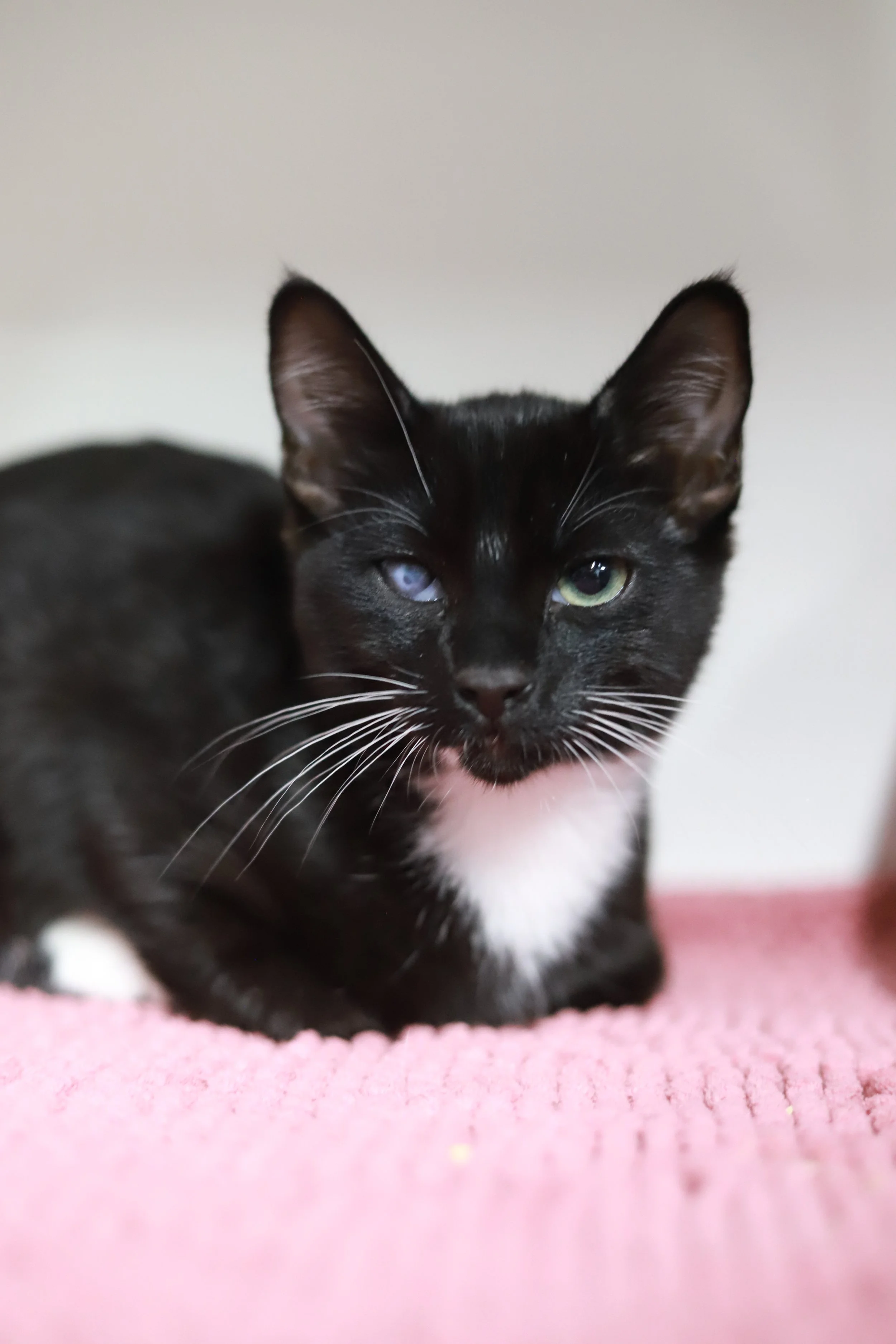 A black and white kitten, loafing