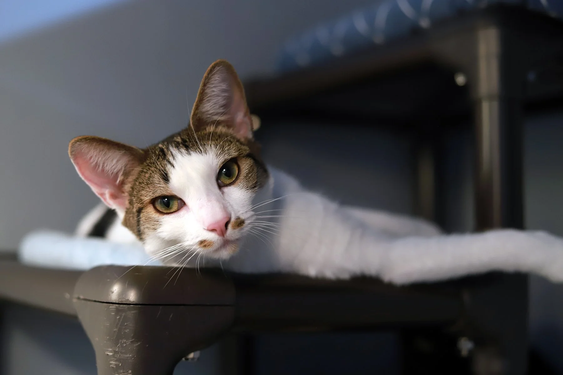 a brown and white kitty with pink nose, reclines on a cat tree