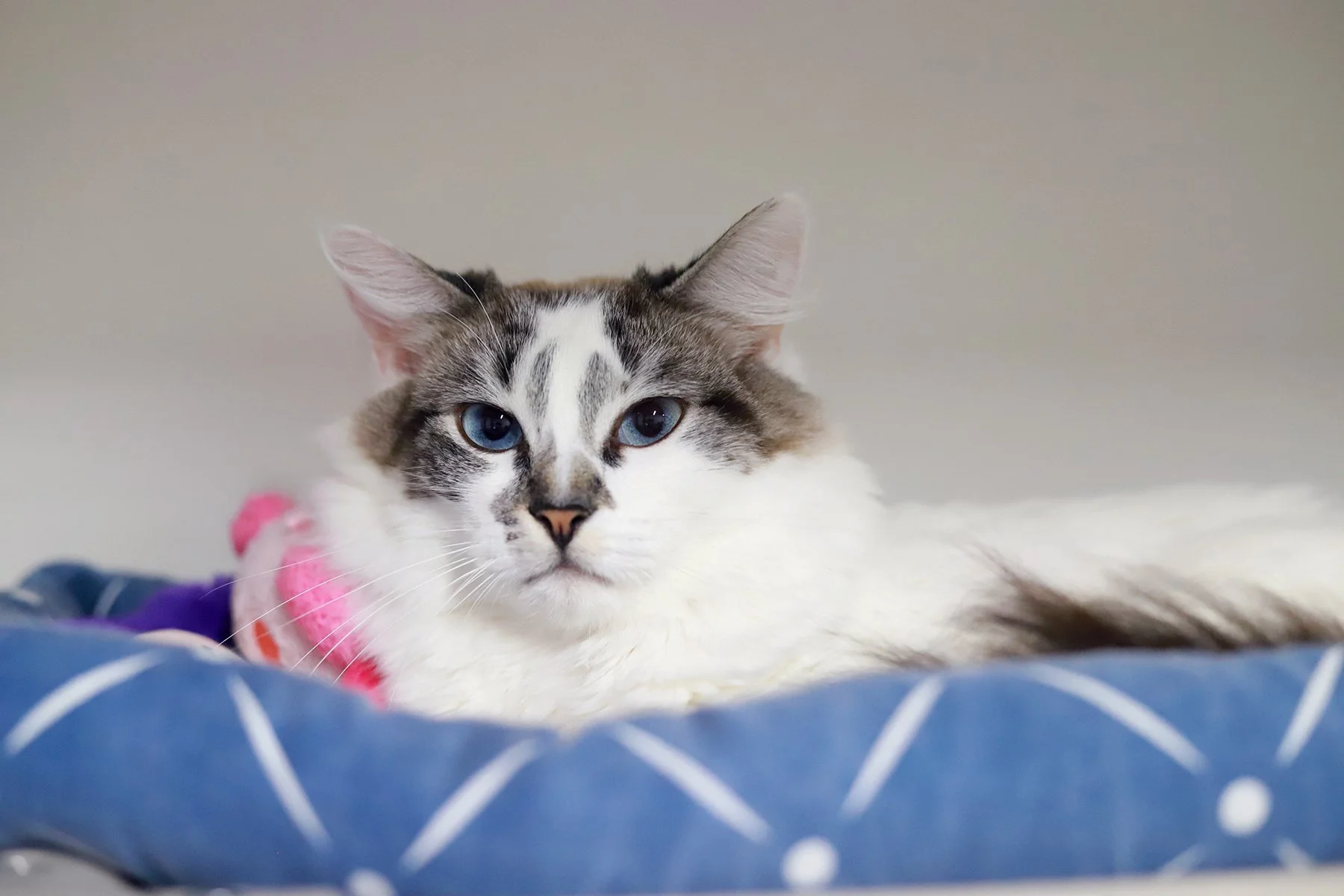 A grey tabby siamese kitty with blue eyes sits in a dark blue bed