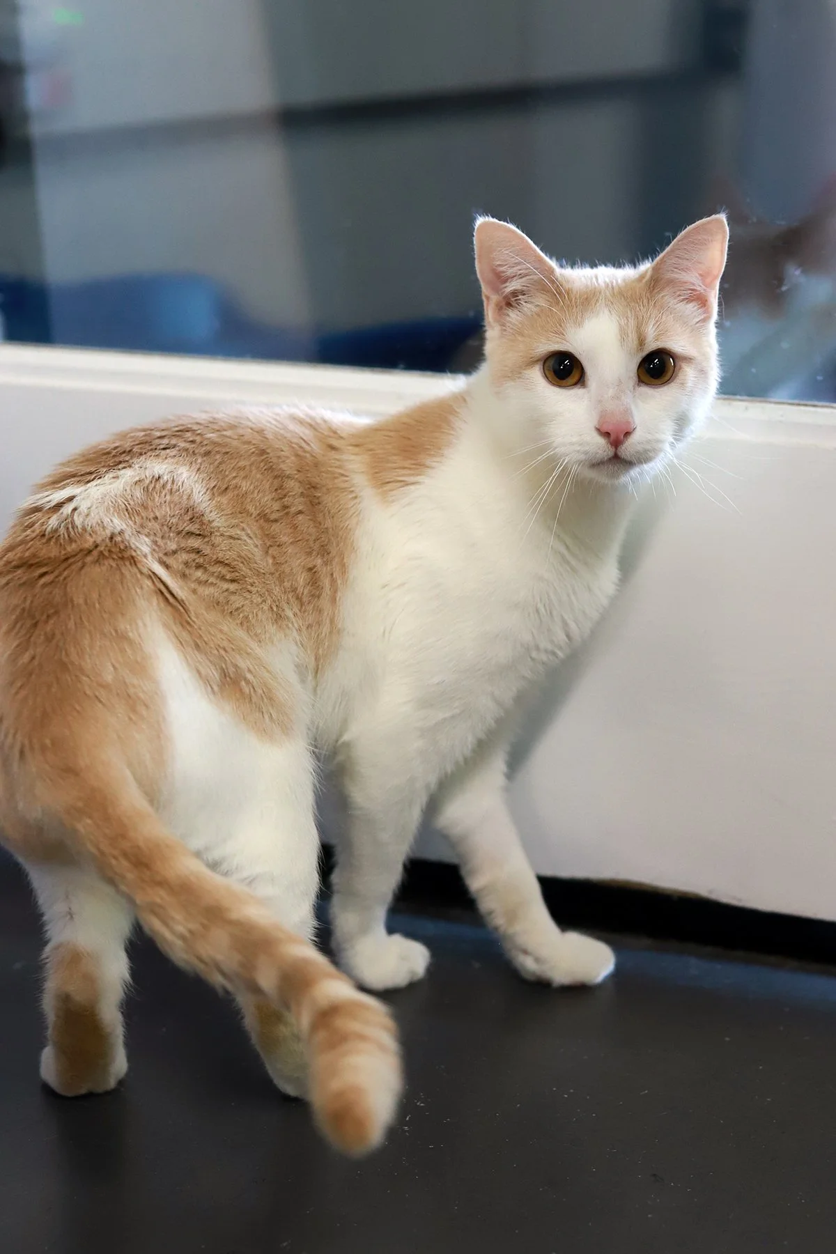 an orange and white cat with dark gold eyes