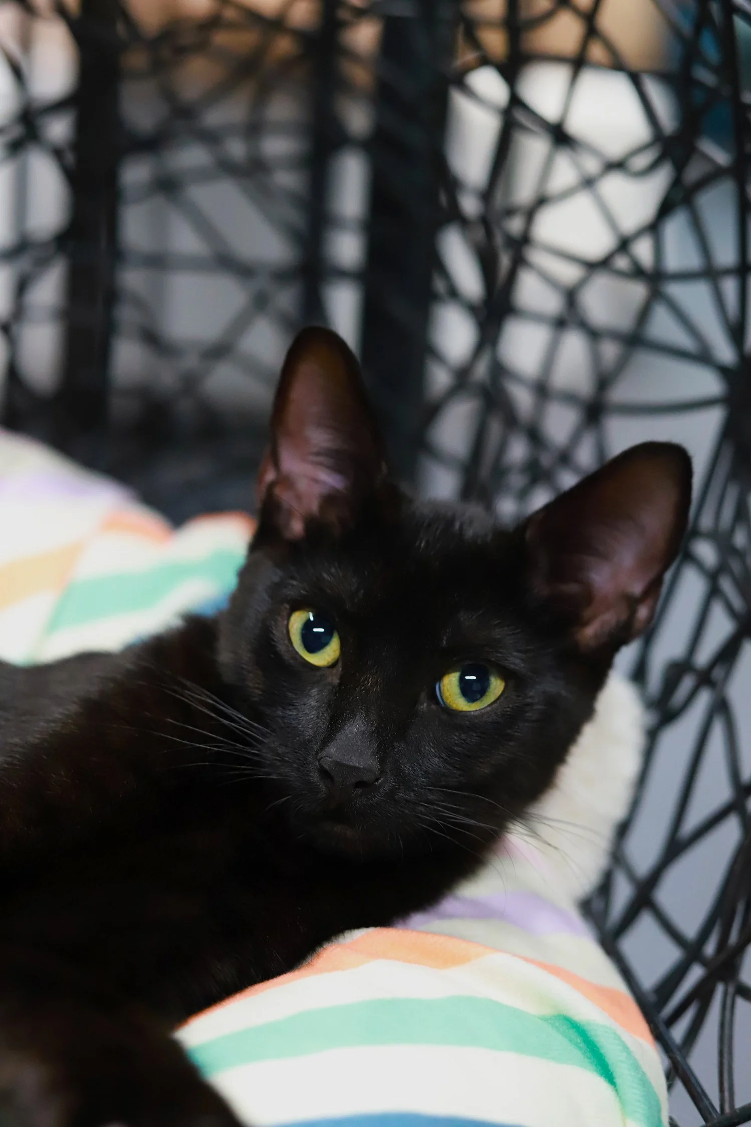 A black cat with big green eyes