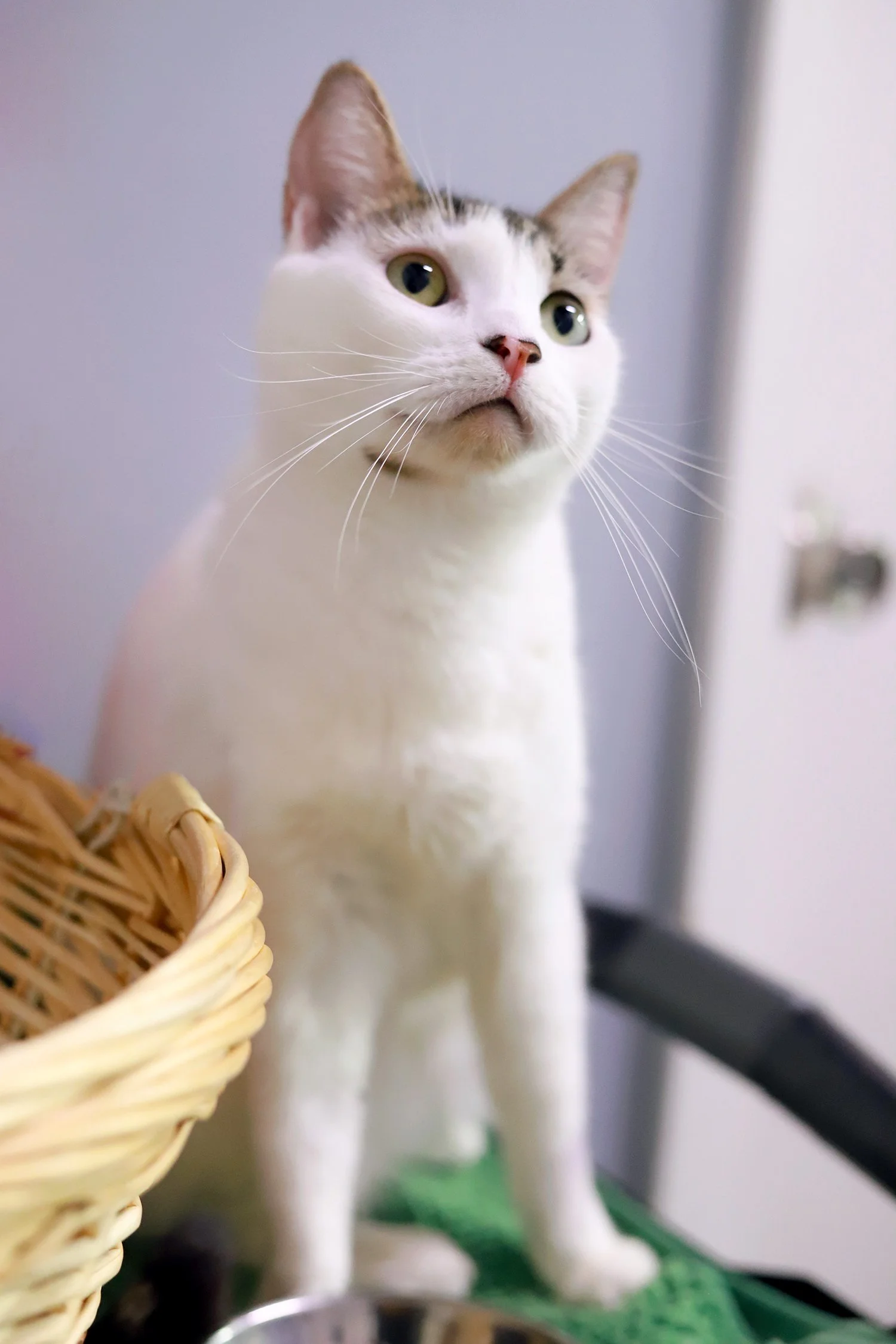 a white and tabby cat poses looking upward