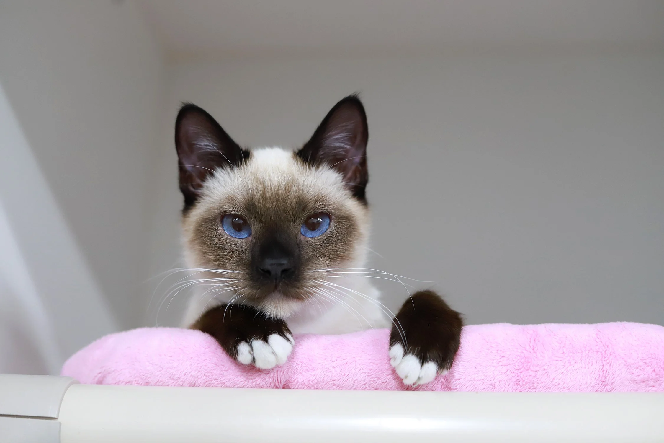a little siamese kitten white white toes and blue eyes peers out of a pink bed