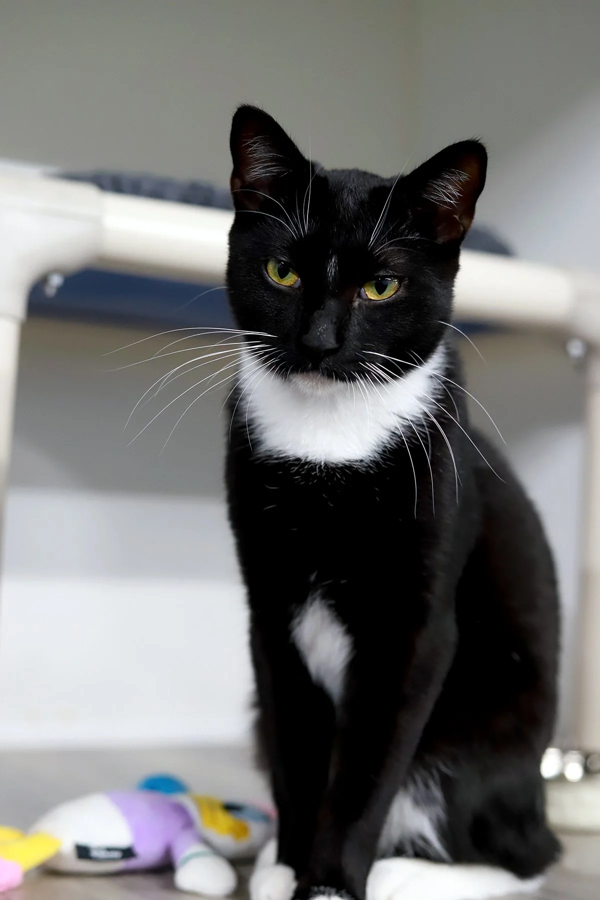 A black and white tuxedo kitten with a very serious expression 