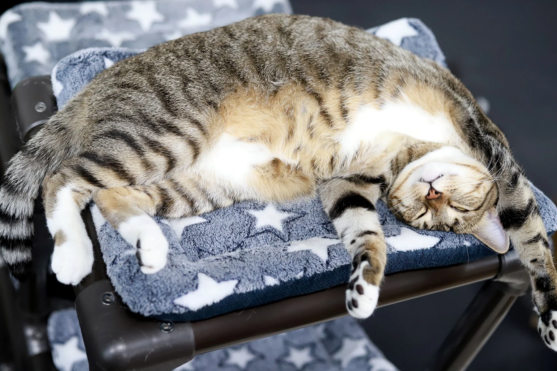A perfectly striped Tiger kitty, relaxes on her back