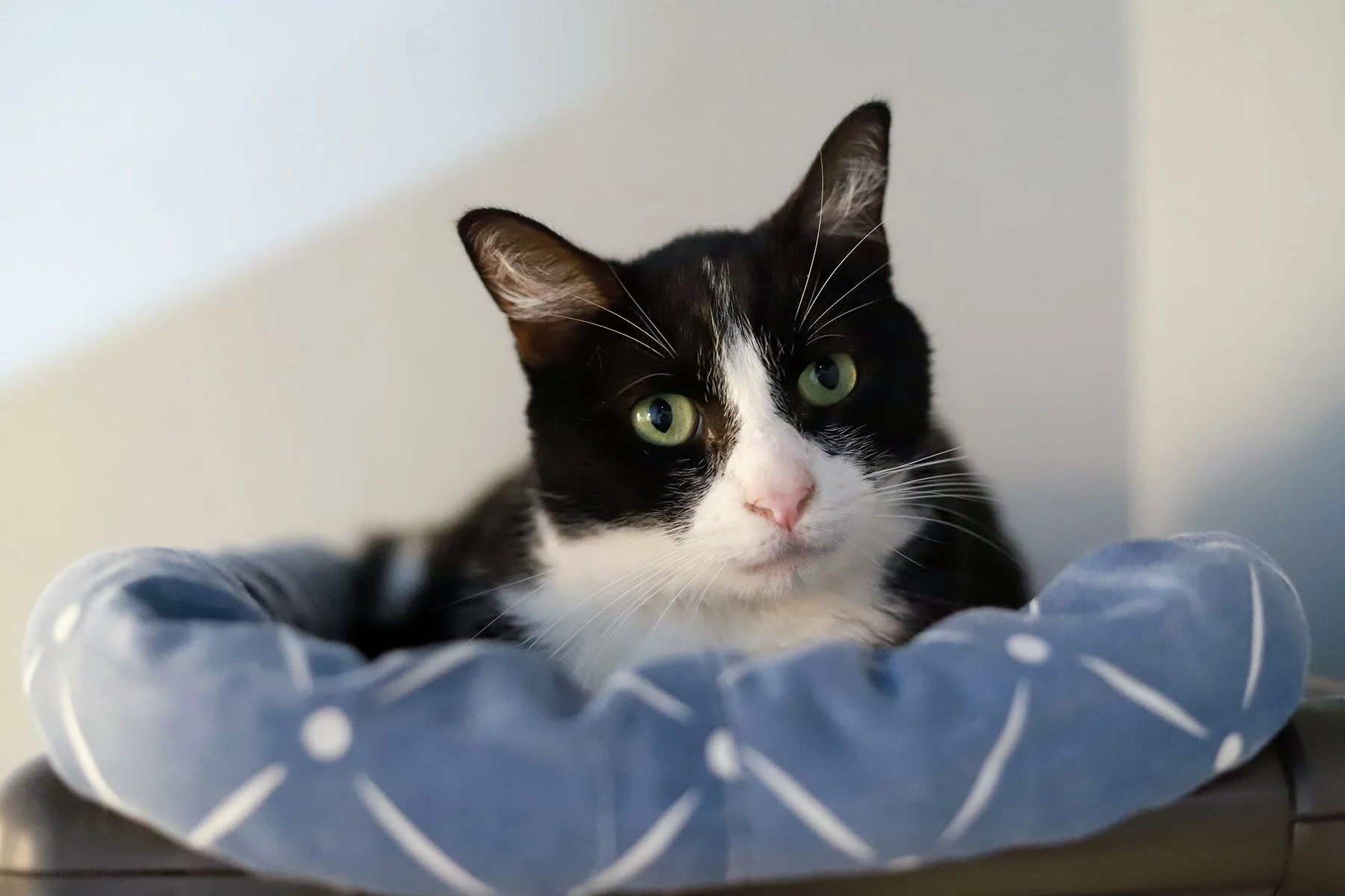 a black and white cat stretched out on a pink mat