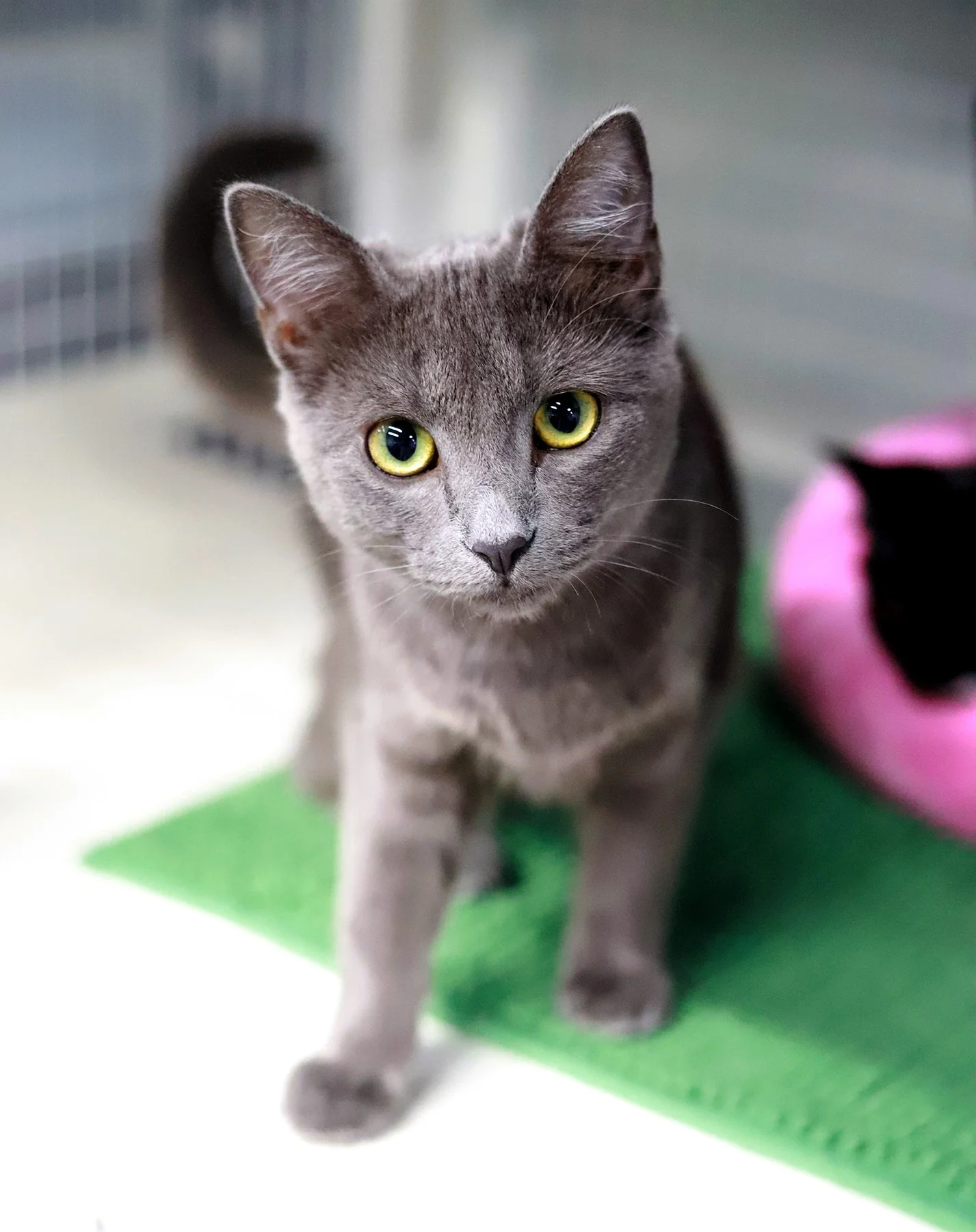 a grey kitty with gold eyes
