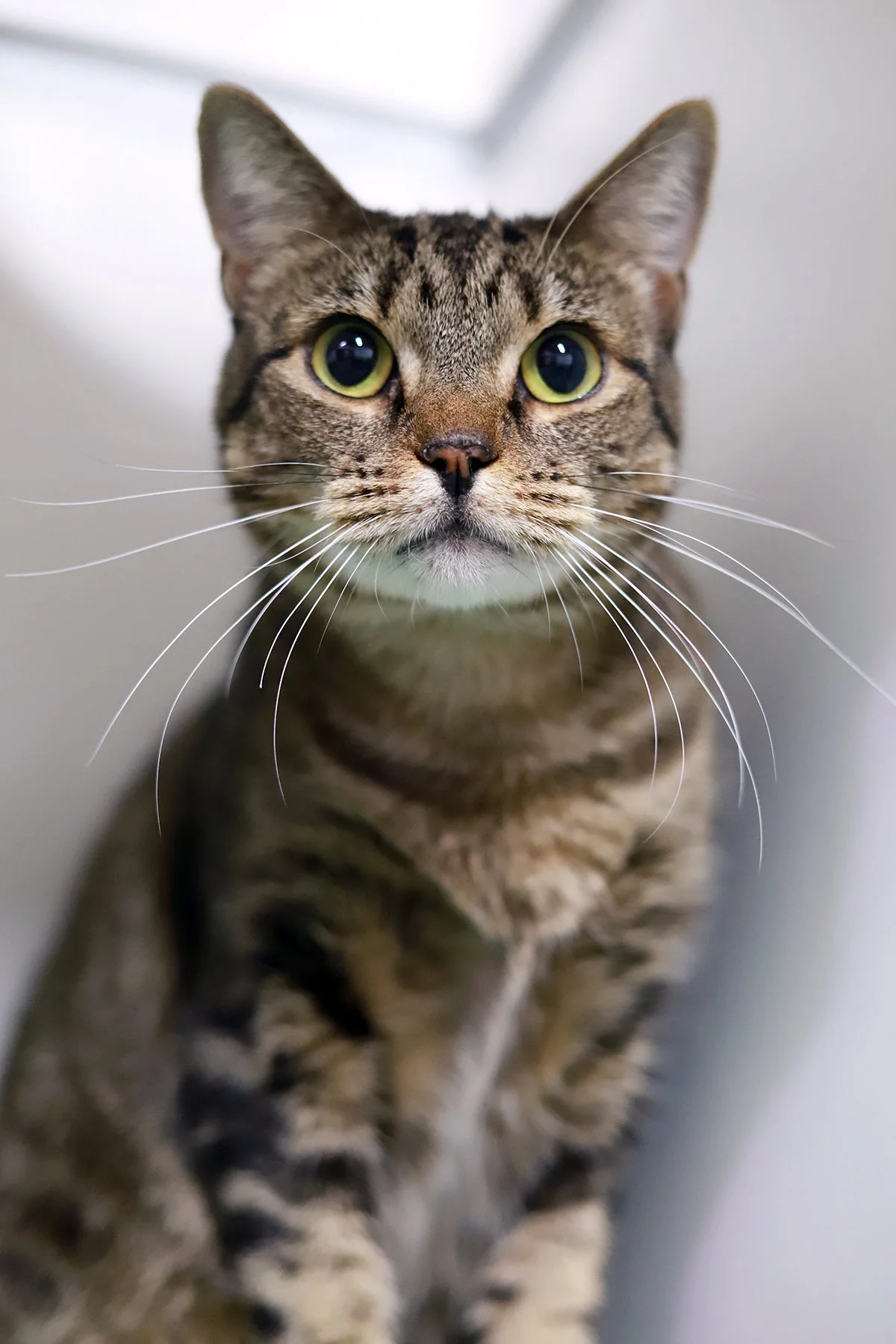a brown tabby cat