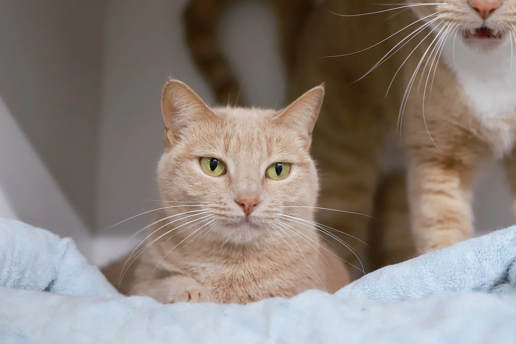 a small light ginger tabby cat with green eyes