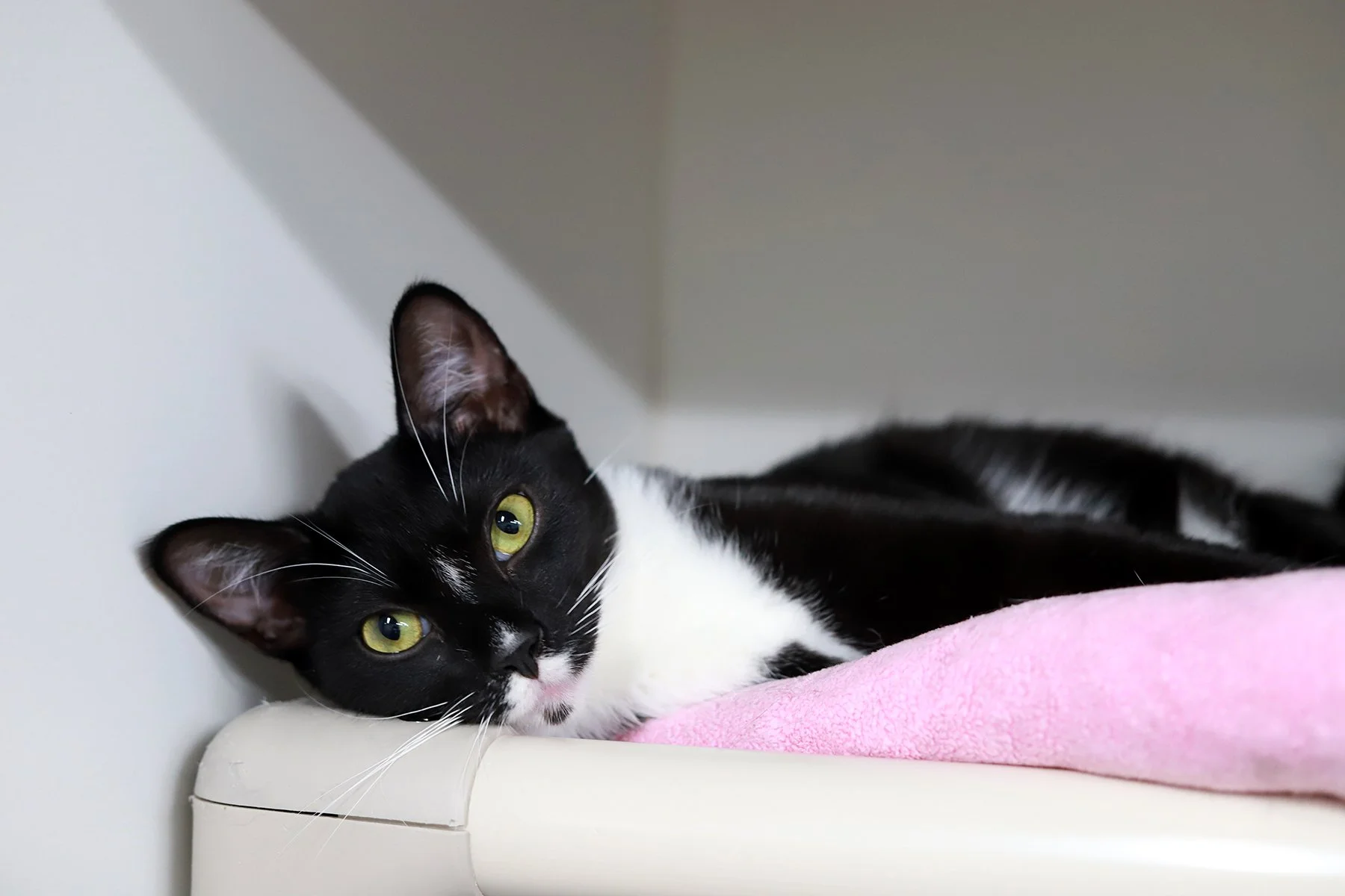 A black and white kitten laying sideways on a pink bed