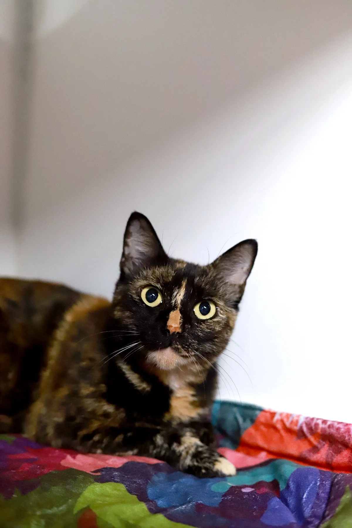 a tortoiseshell kitty with an orange nose and bright green eyes