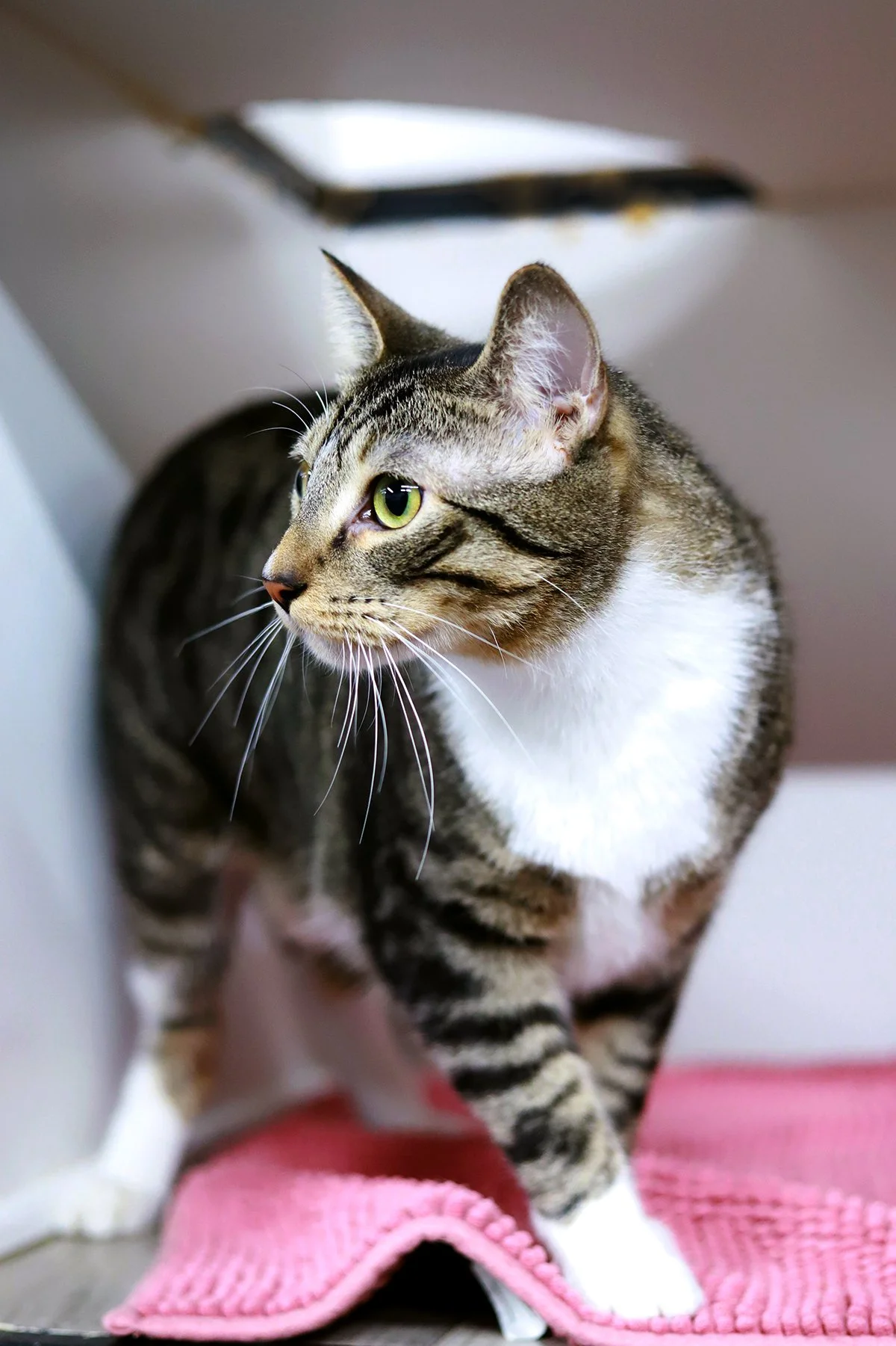 a brown and white striking tabby cat