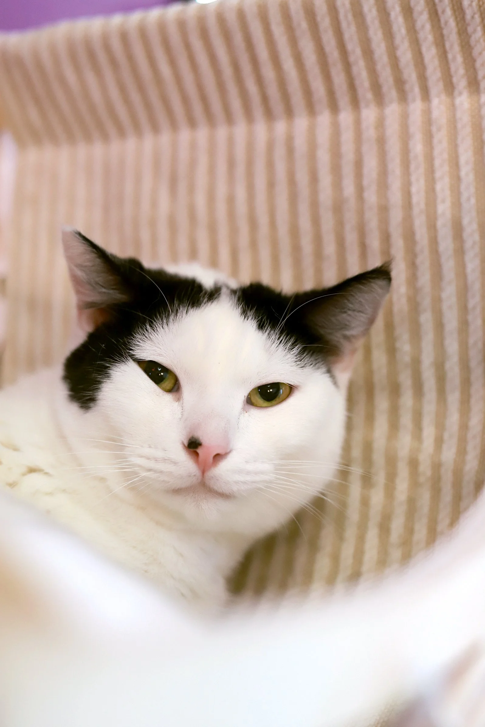 a white cat with black ears snuggles down into a striped bed
