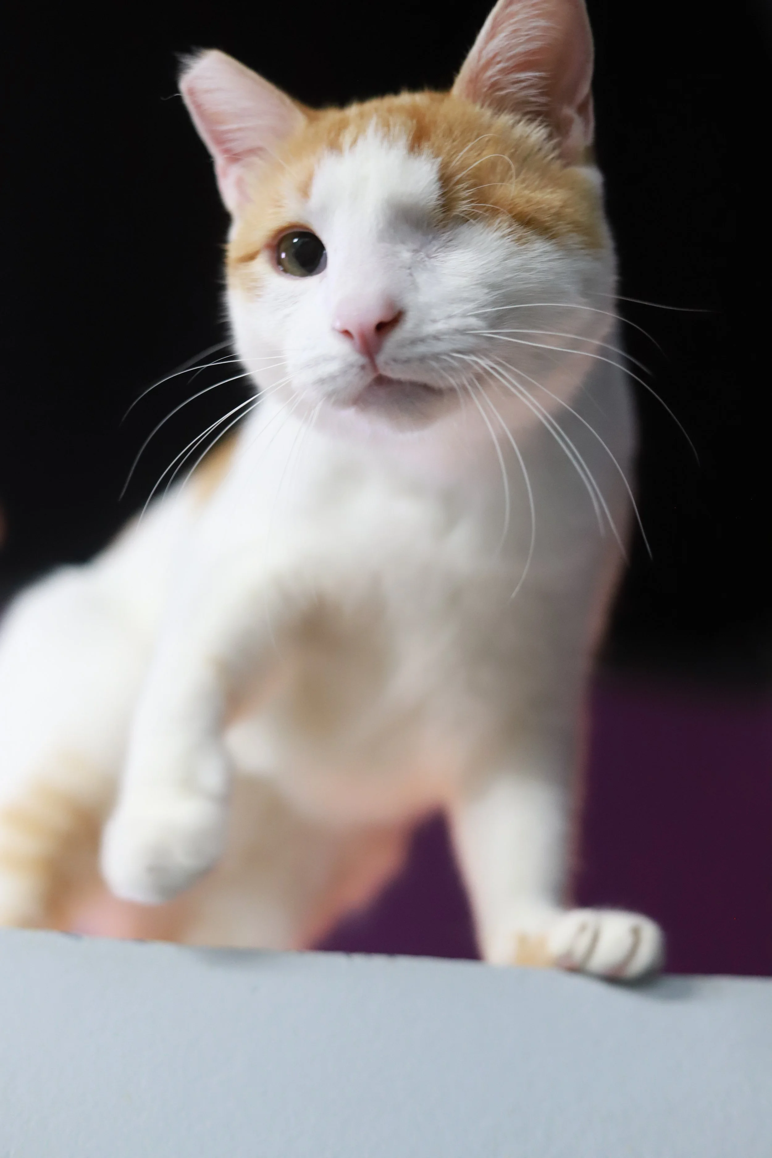 a white and orange cat with one eye