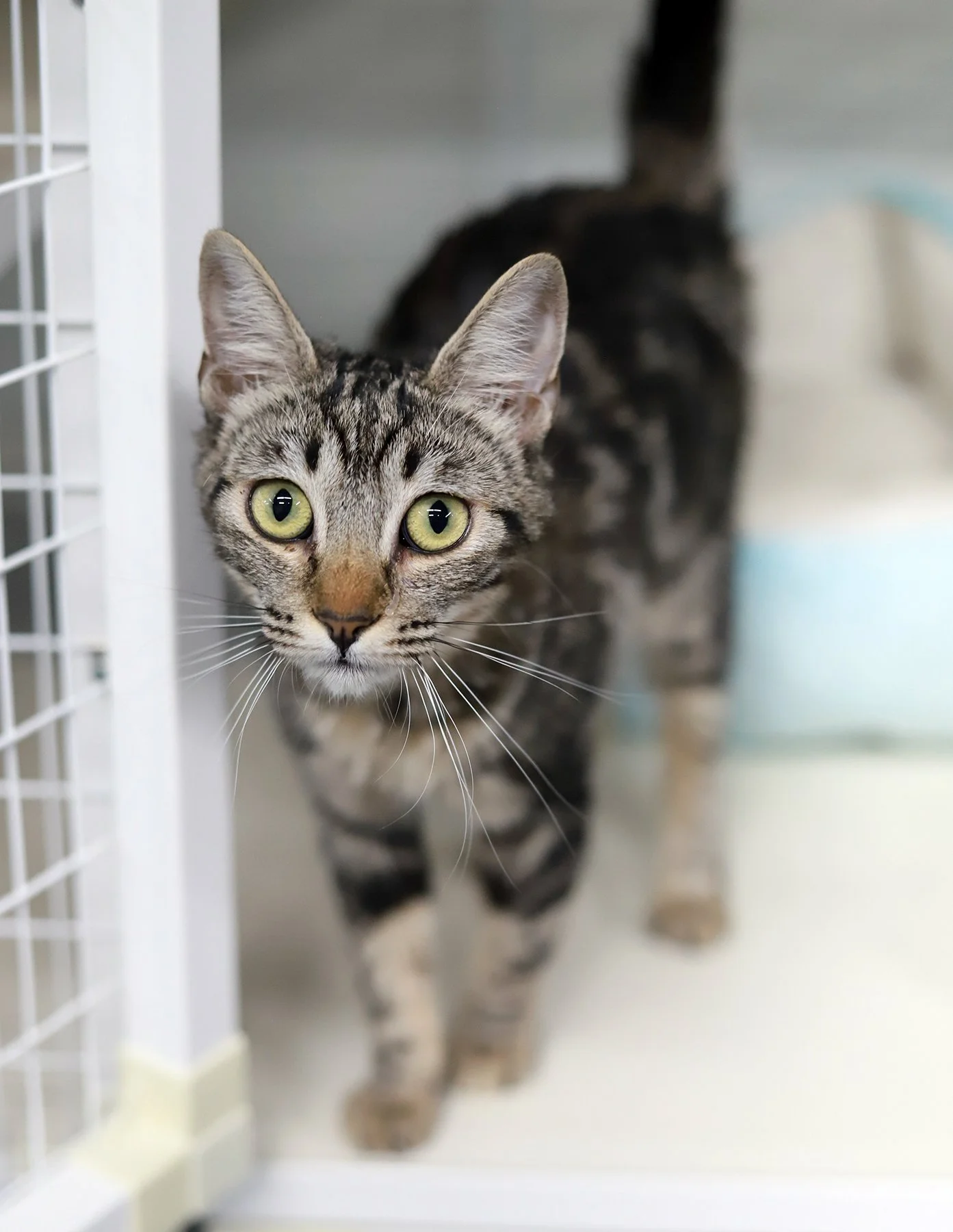 A brown tabby cat with pale green eyes