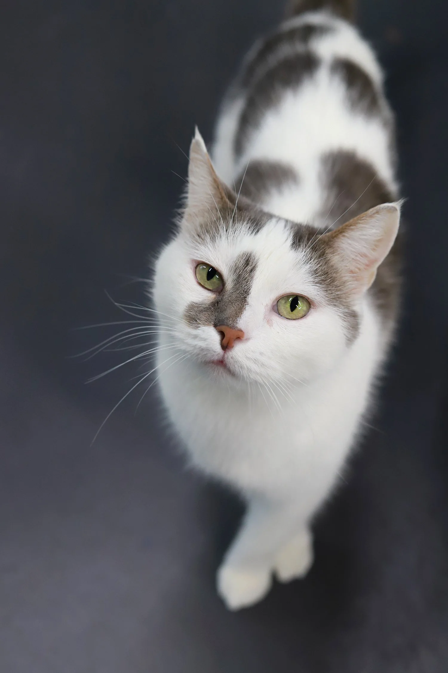 A white and grey kitty with big spots