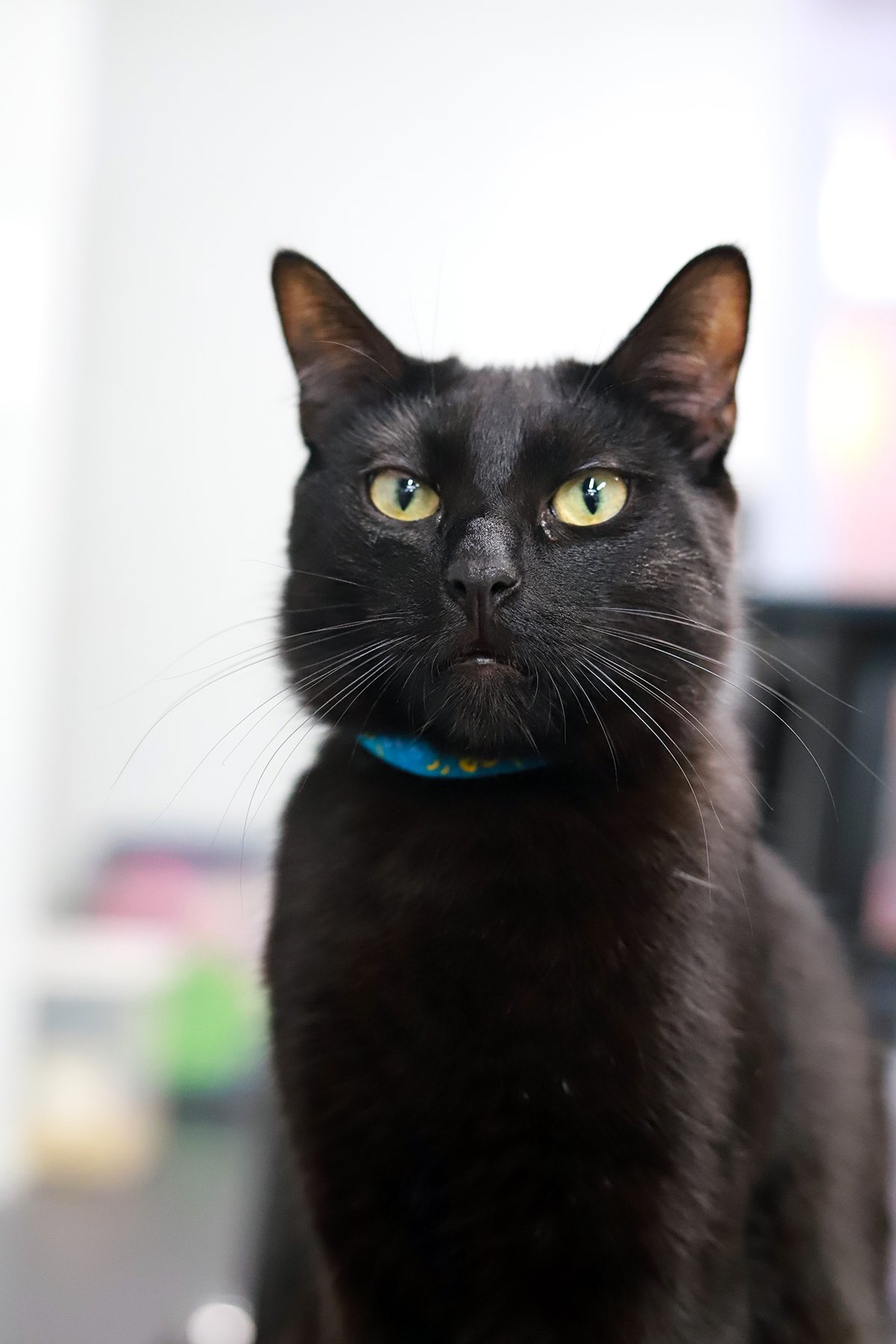 a black cat looks up with bright green eyes