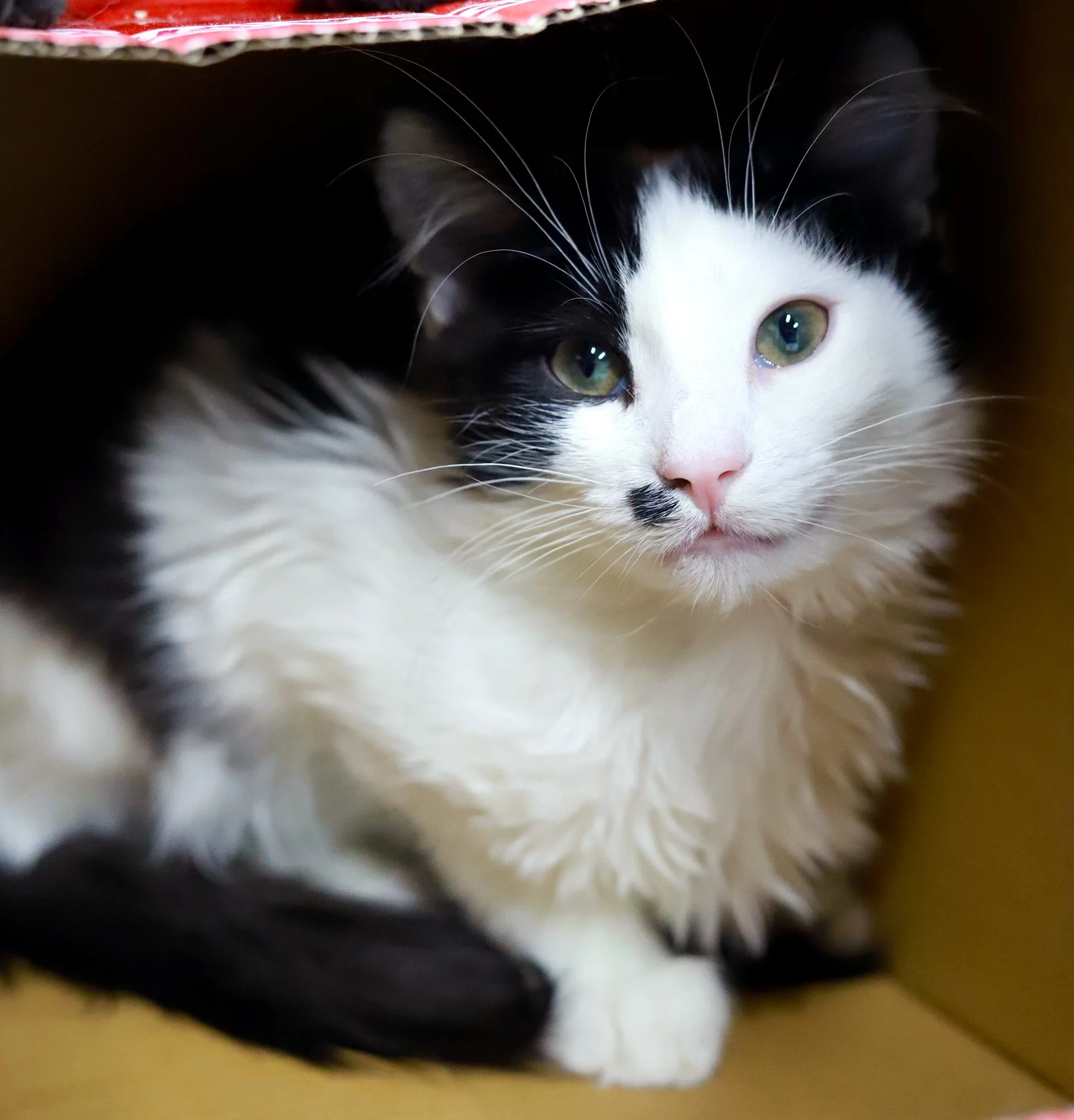 a white fluffy kitten with a black beauty mark