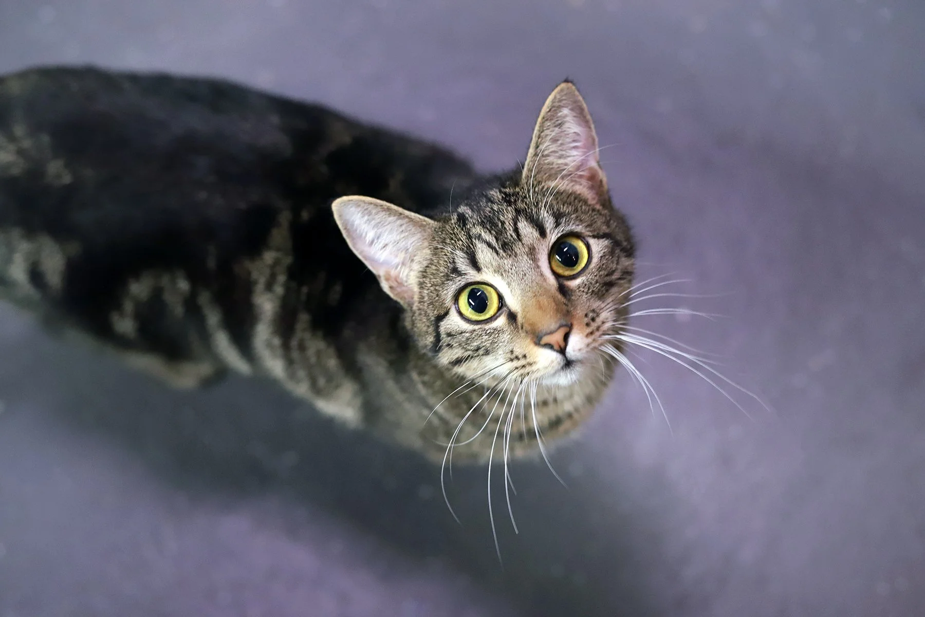A dark brown tabby peers up at the camera, pleadingly