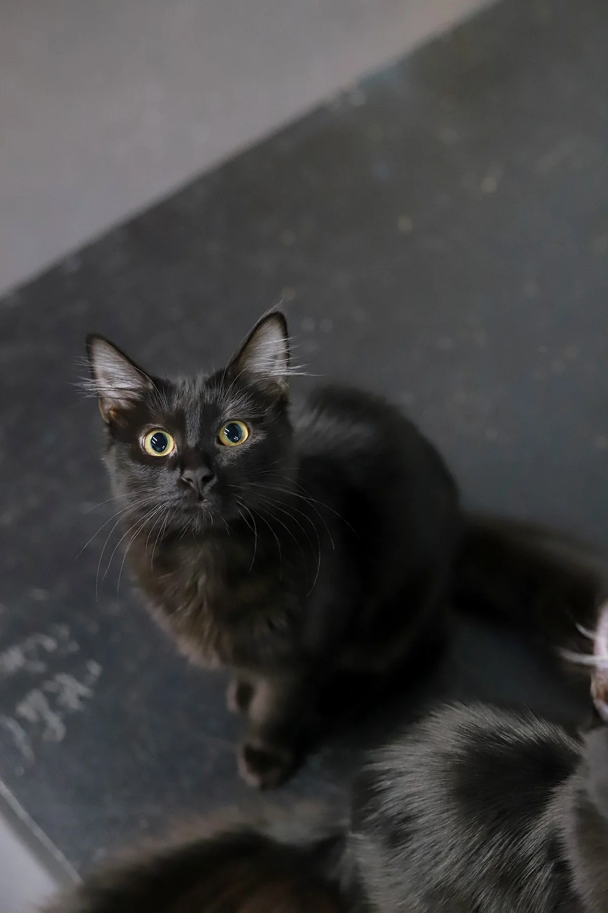 a small fluffy black kitten