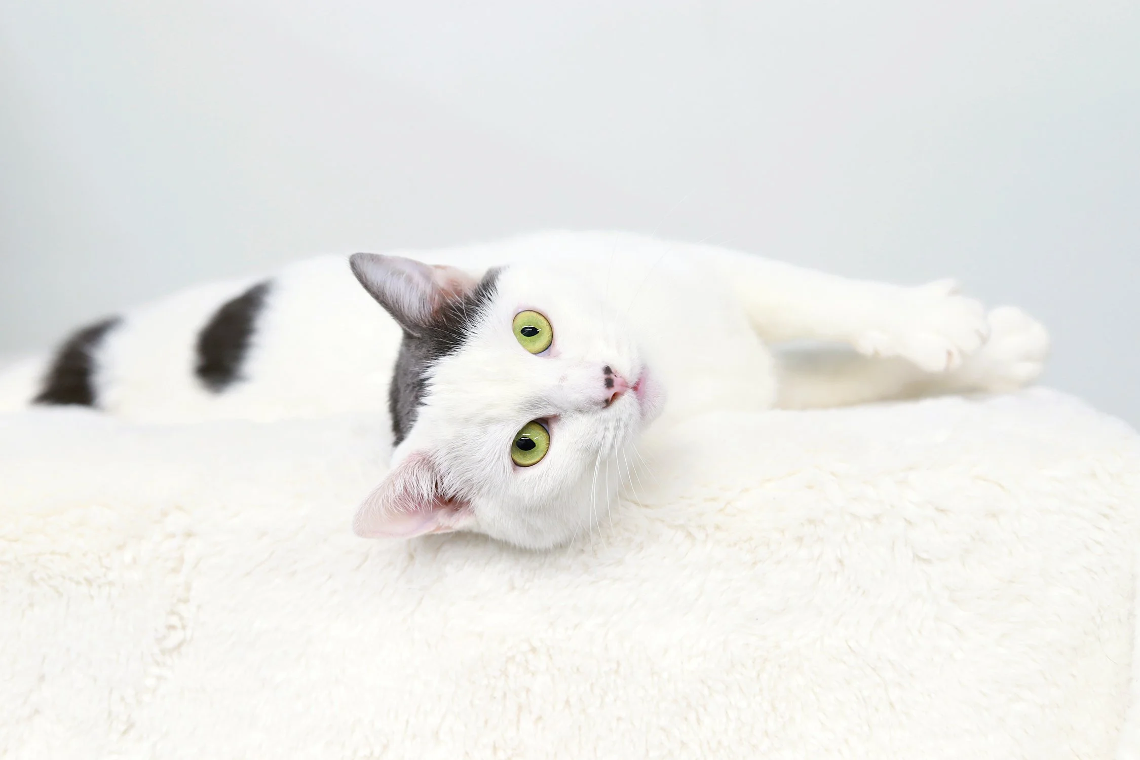 a white cat with vivid green eyes reclines on her side