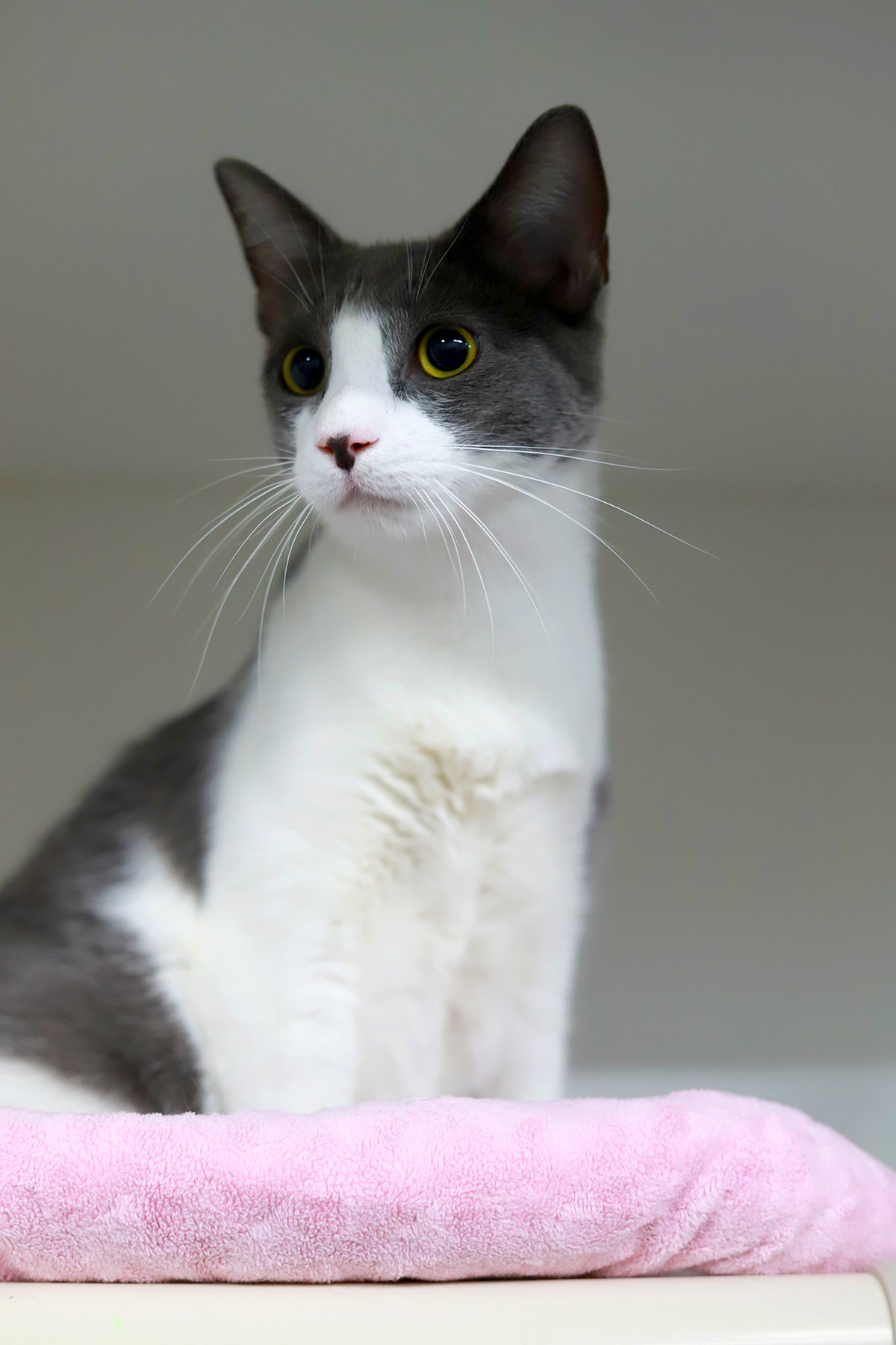 a grey and white cat looks off camera