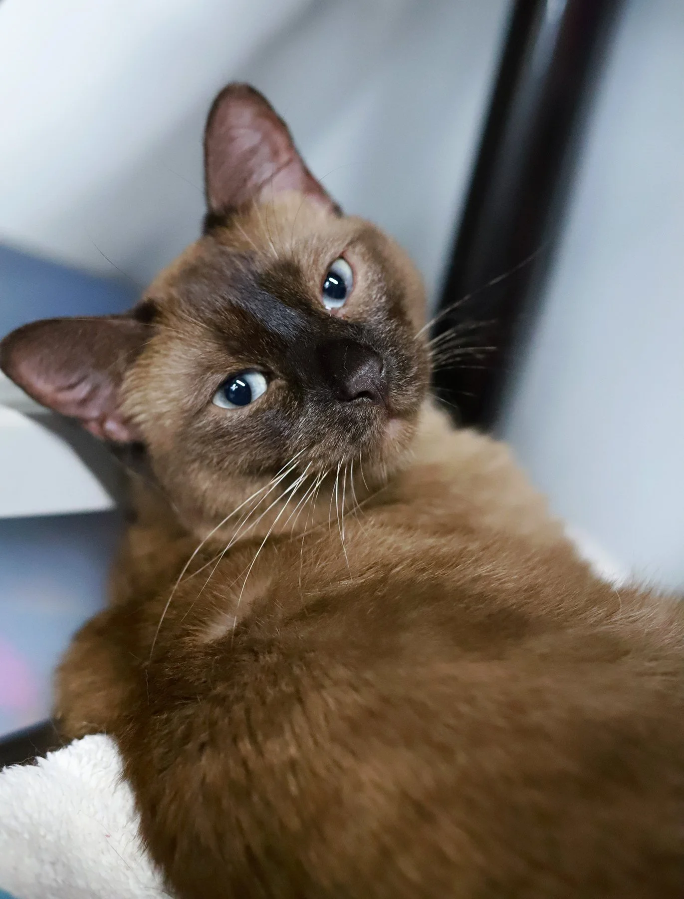 a brown siamese cat with light blue eyes, looks over his shoulder while relaxing