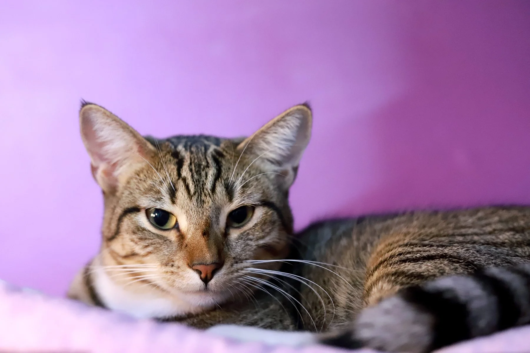 A perfectly striped Tiger kitty, relaxes in front of a purple wall