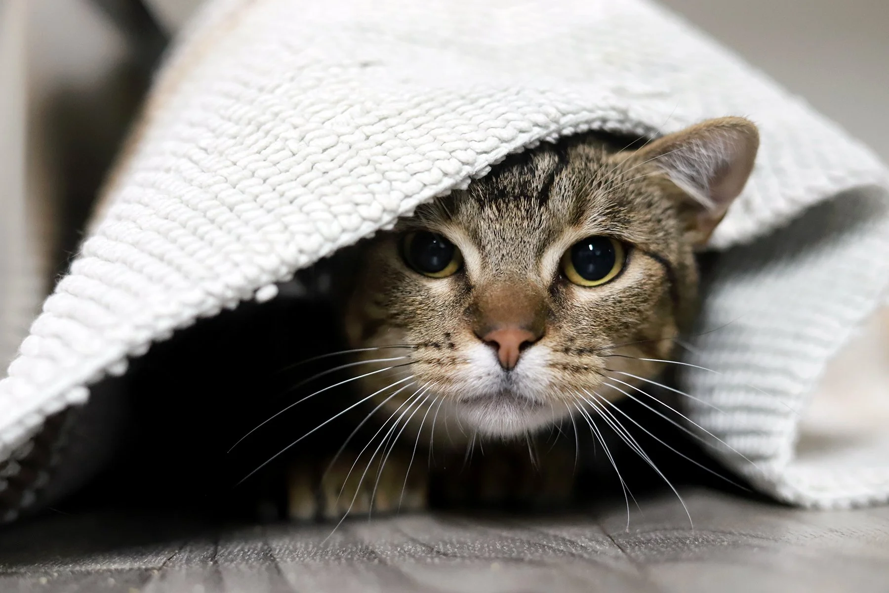A little brown tabby kitten peeks out from under a blanket