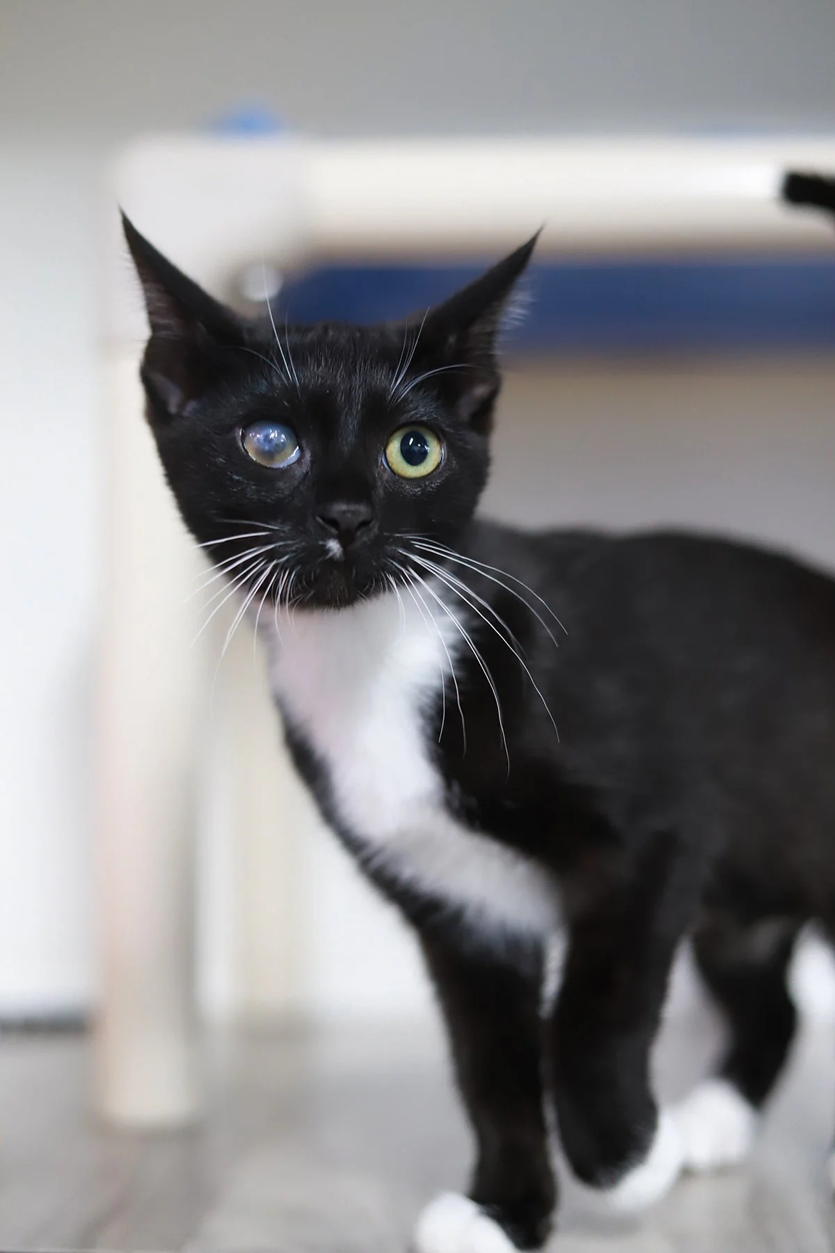 A tiny black and white kitten with a hazy eye
