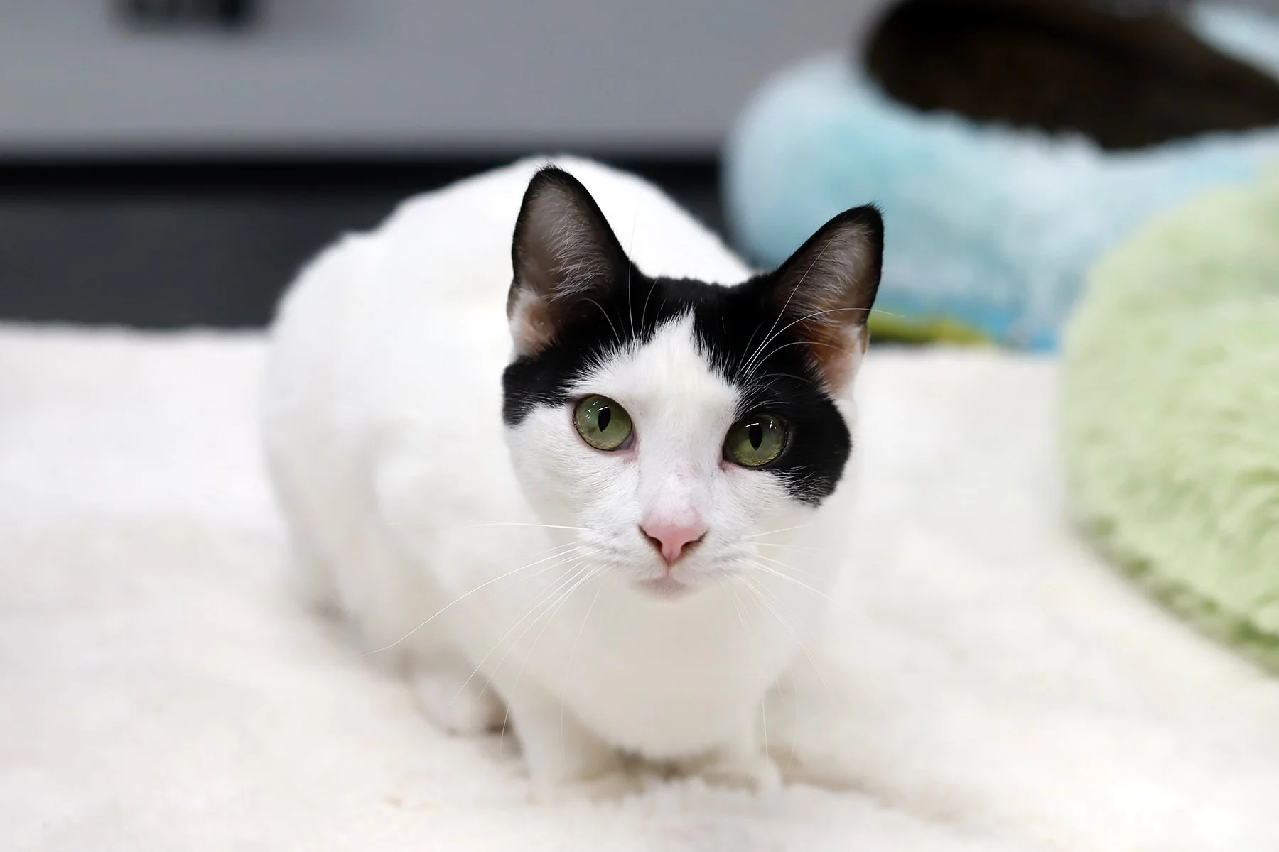 a white cat with a black hat marking and green eyes
