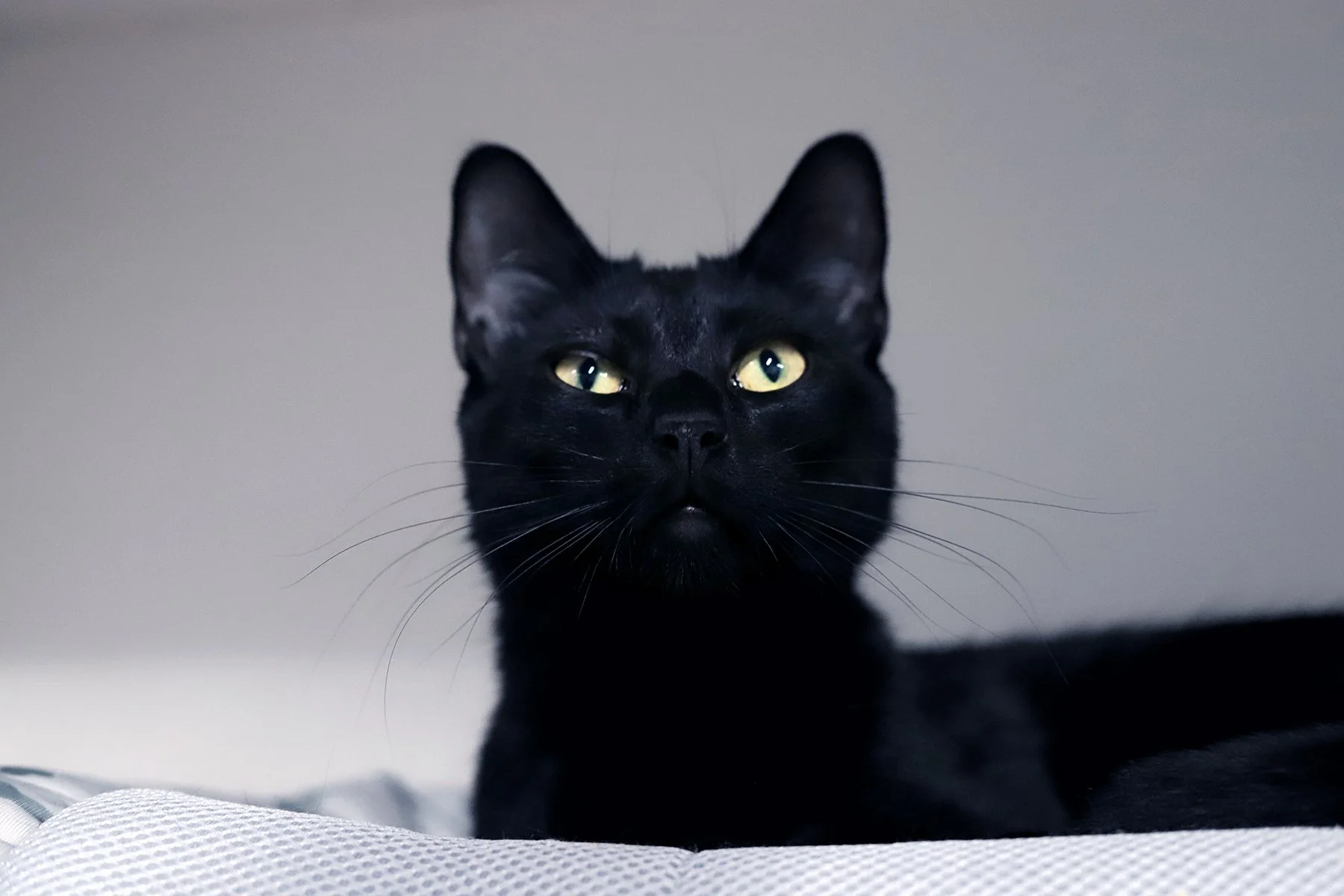 a black cat looks up with bright green eyes