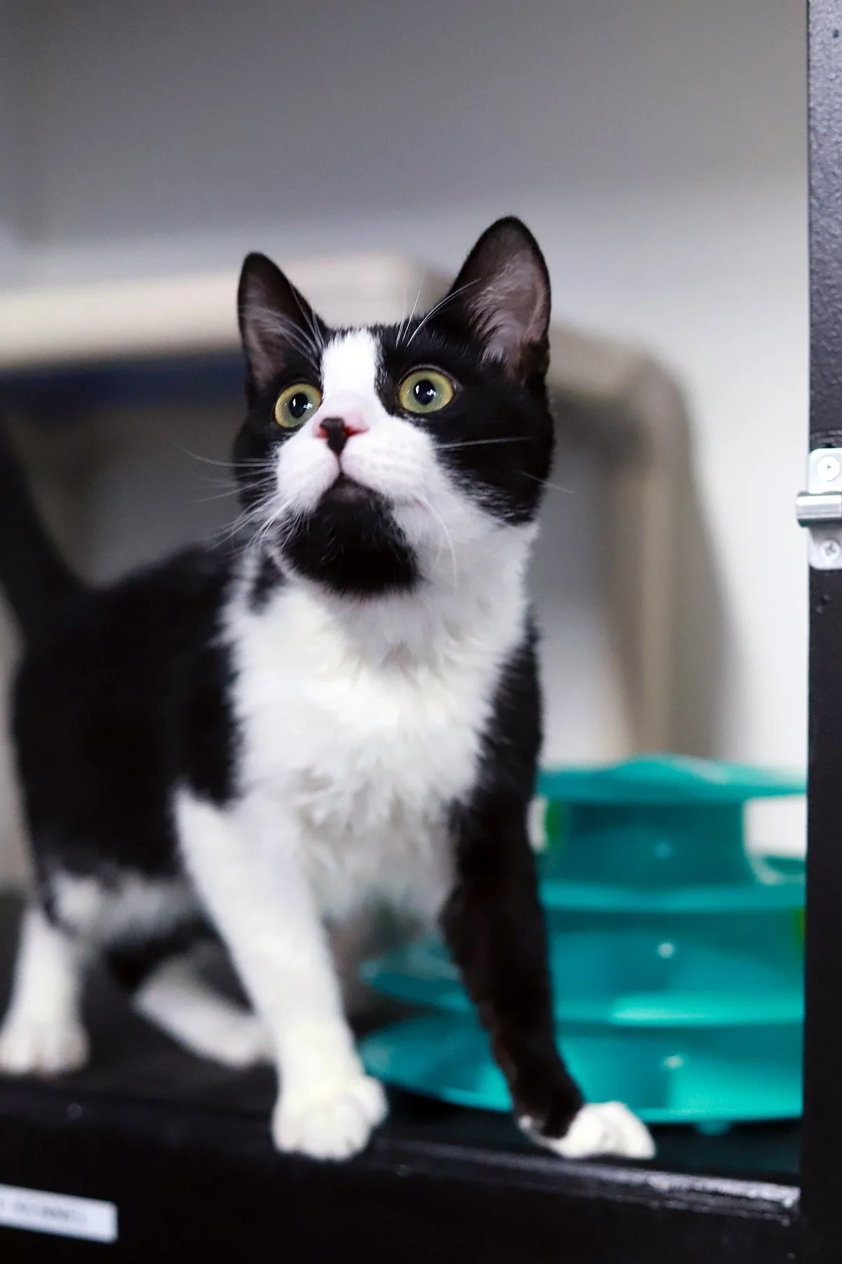 A black and white cat looks excitedly upward