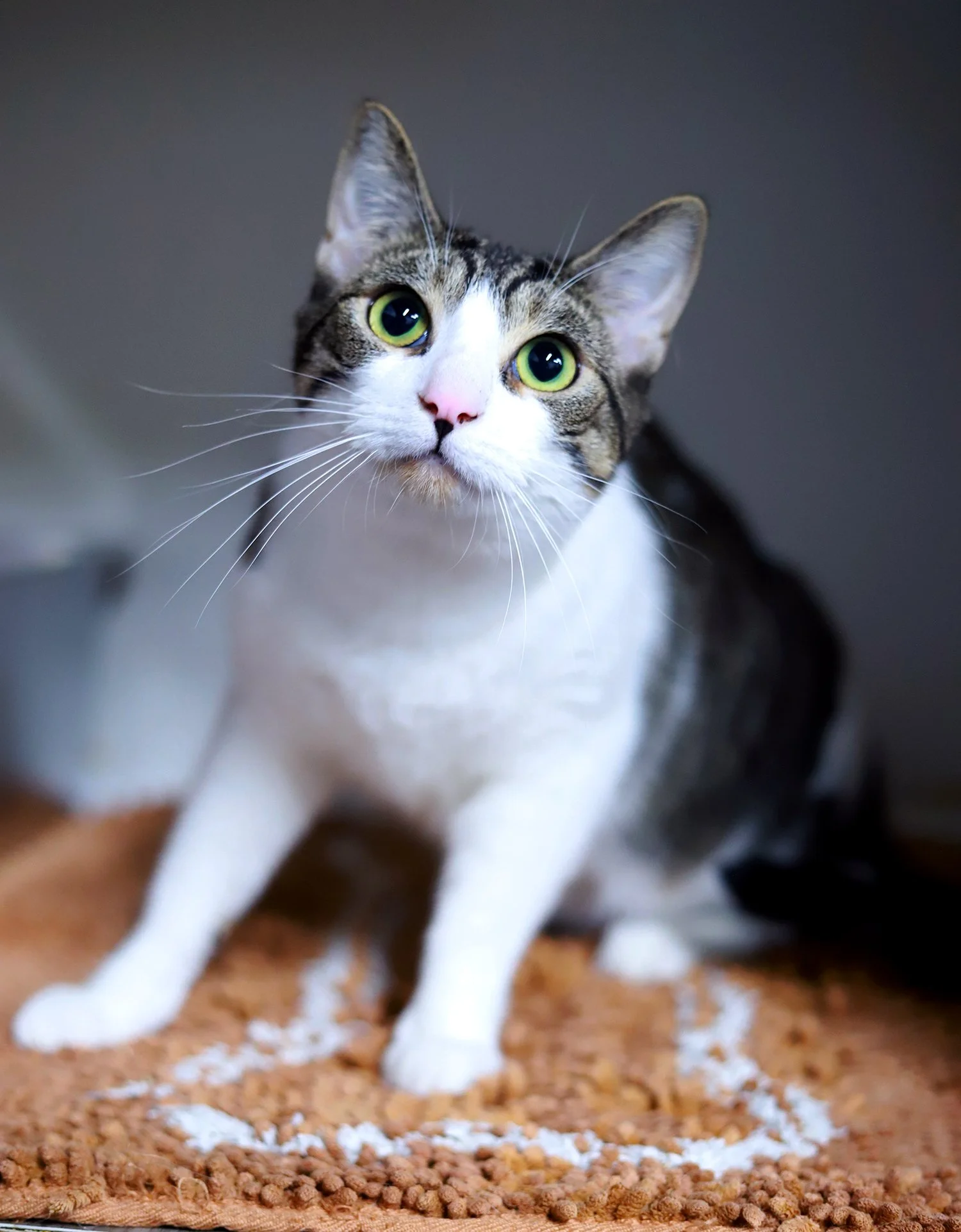 a brown and white tabby cat with bright green eyes