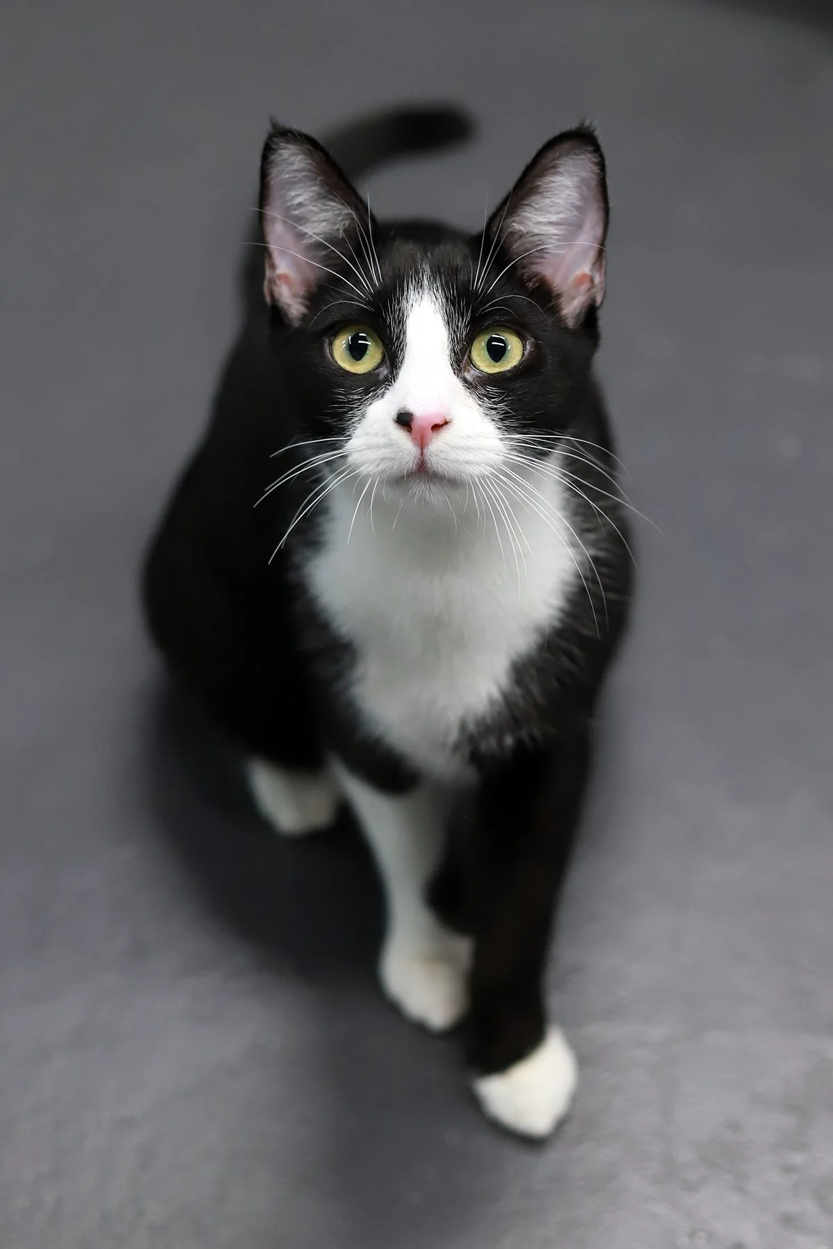 A black and white cat with a pink nose