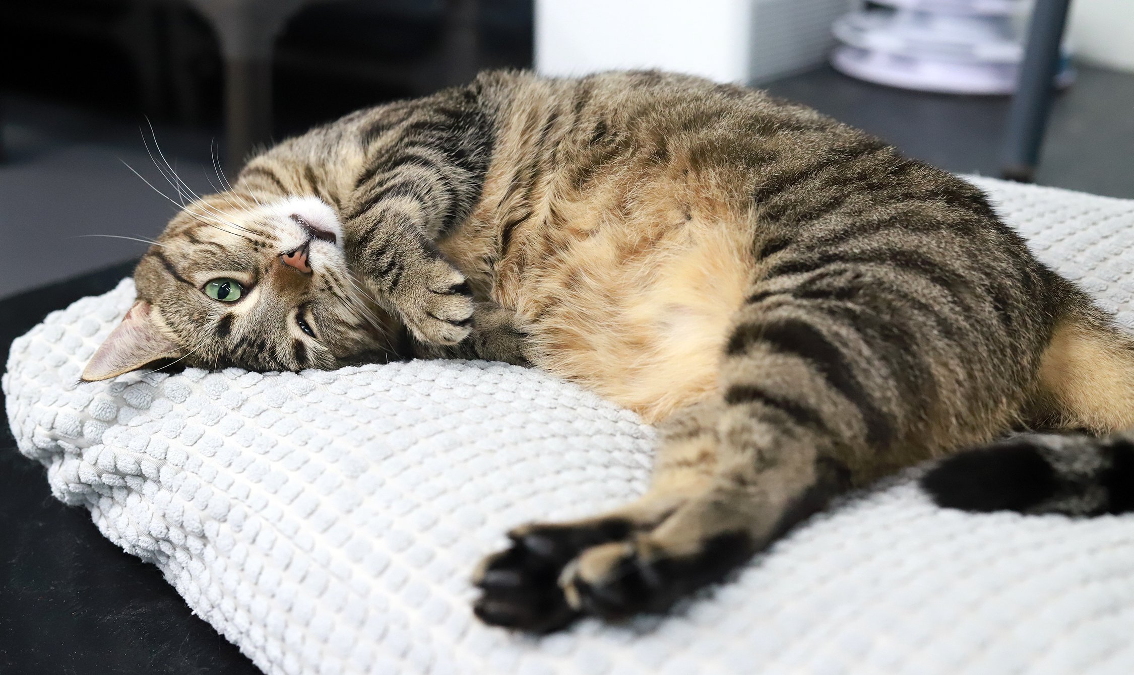 A brown tabby with a white chin, lounges on her side
