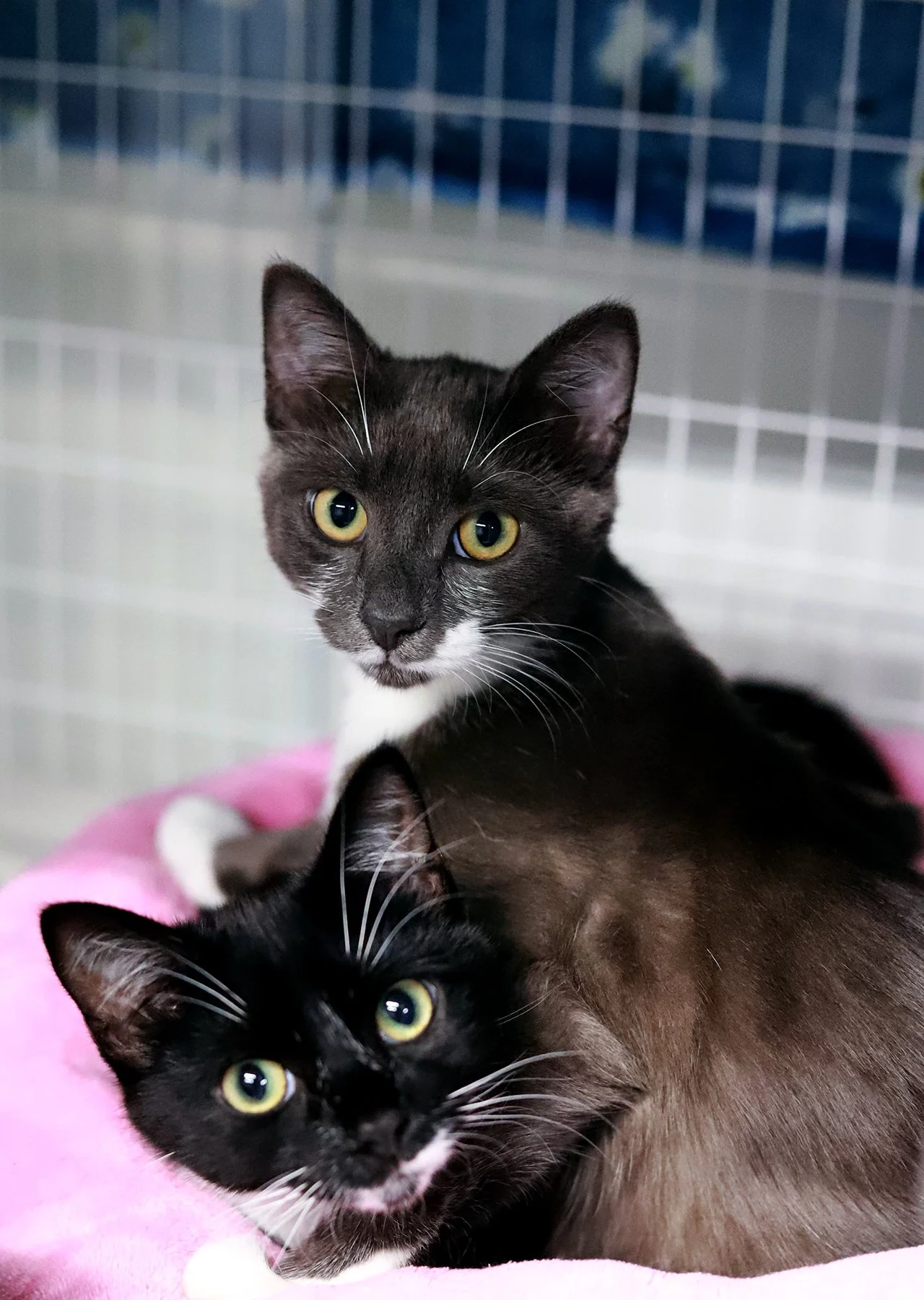 A grey and white cat with a little mustache and yellow eyes