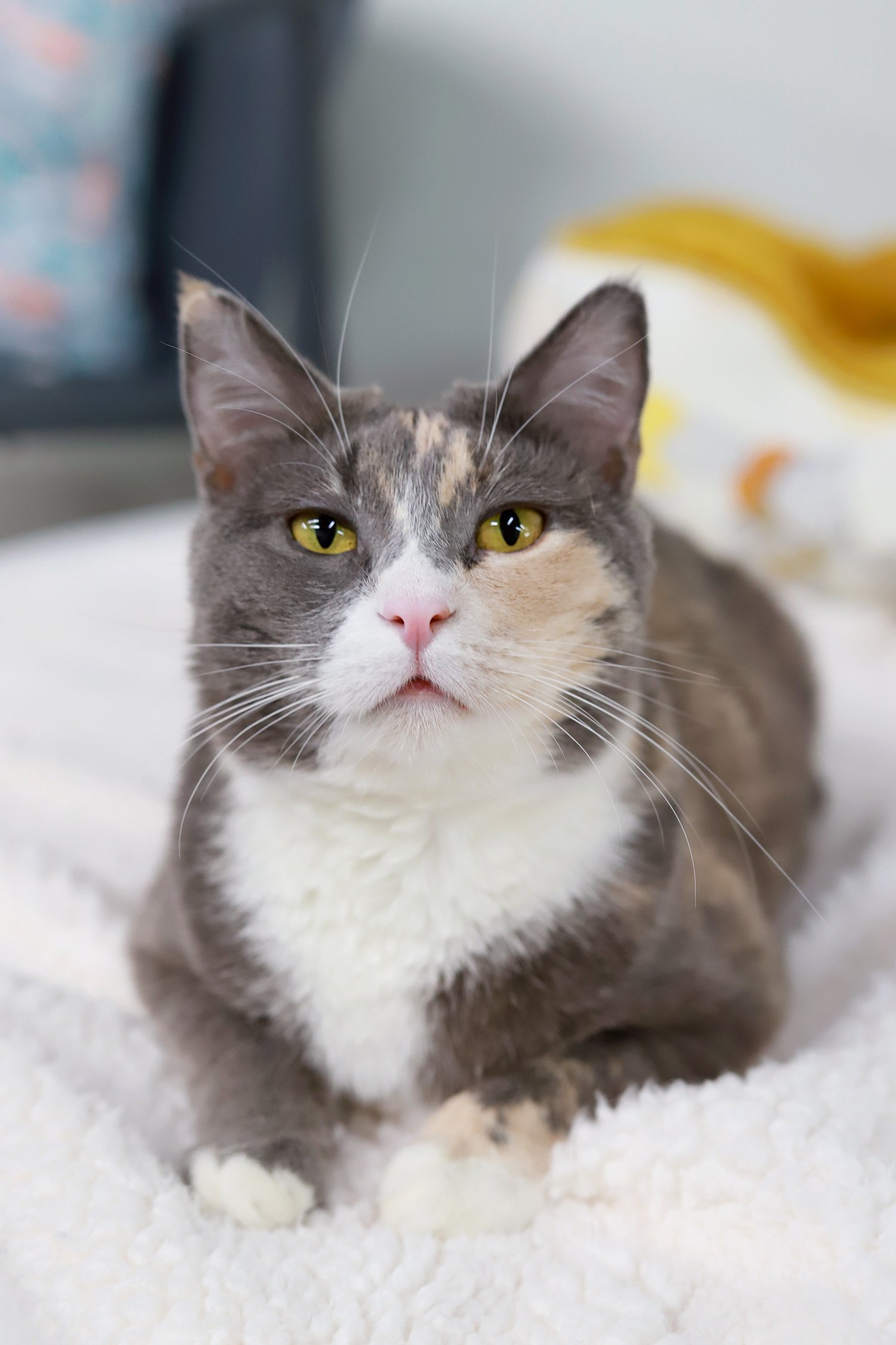 a grey kitty with white face and pink nose gazes up