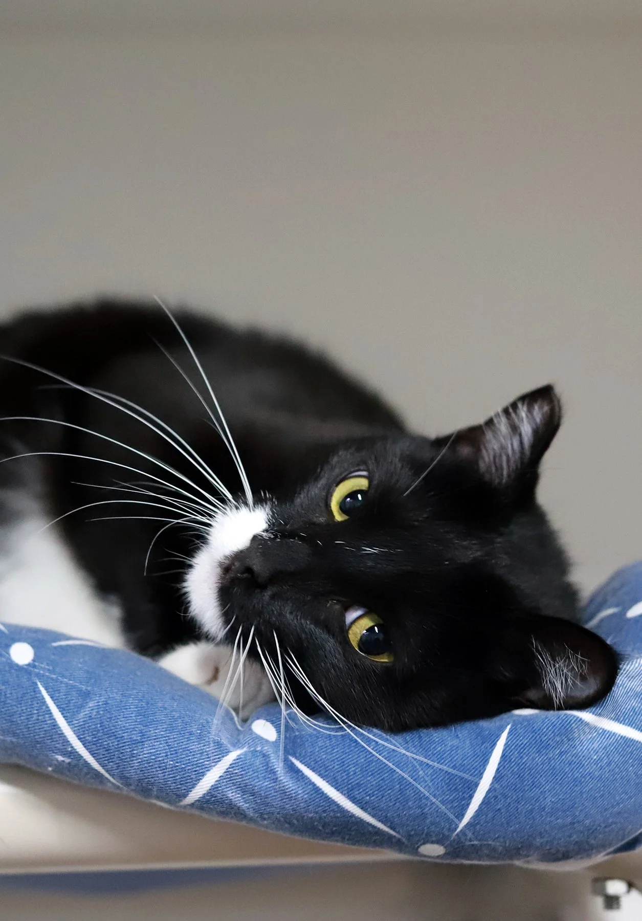 a black and white cat rolls on her side