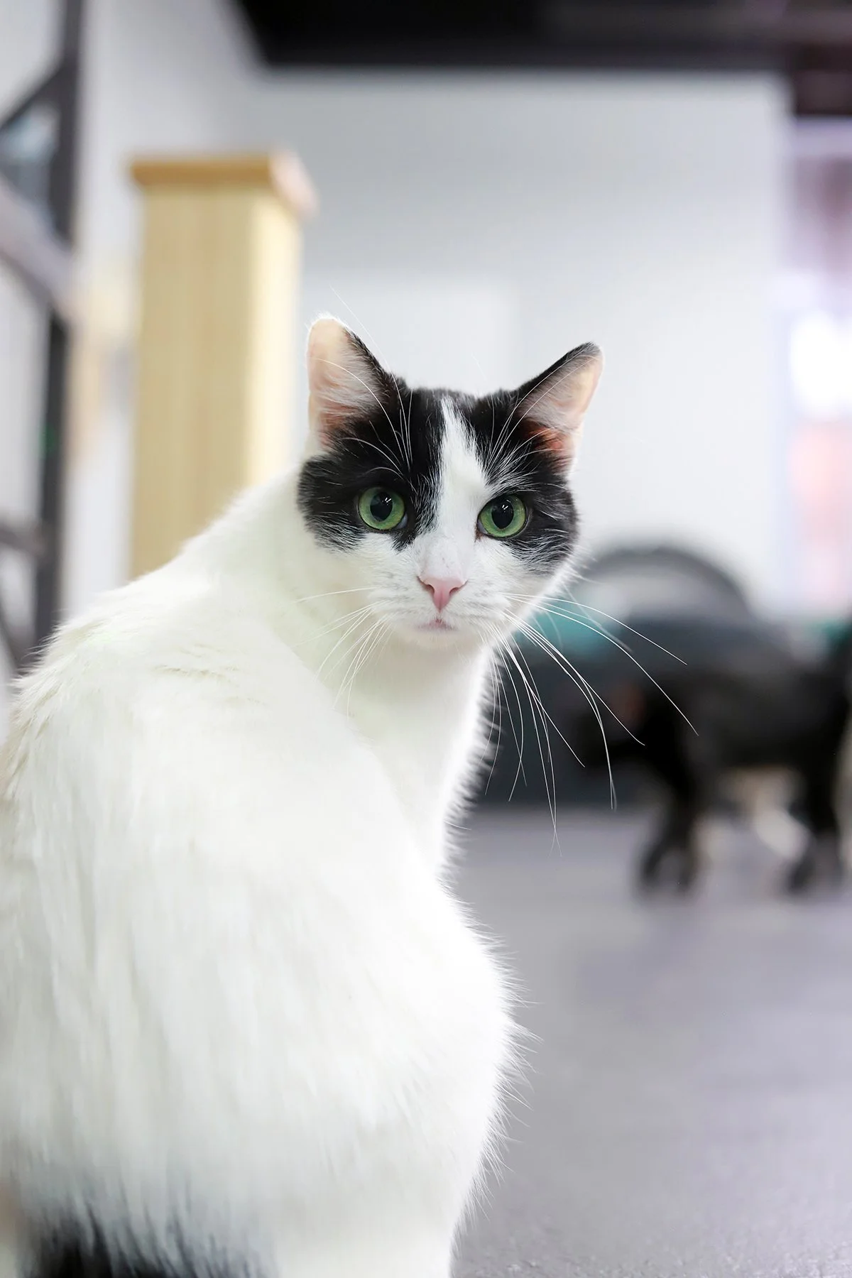 A white kitty with black mask peers over his shoulder at the viewer