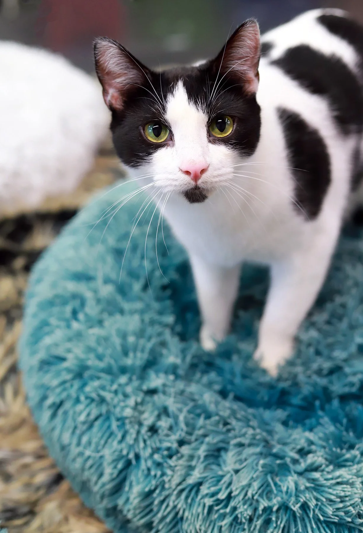 a black and white cat with a pink nose and green bright eyes