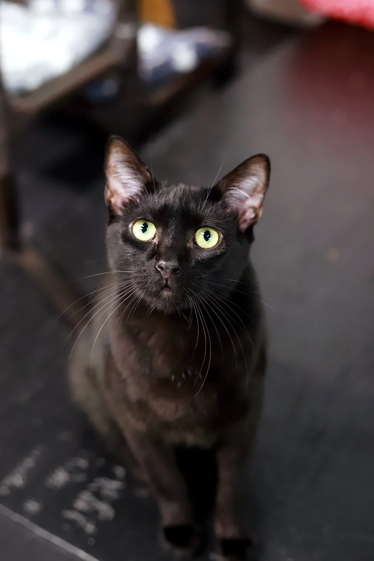 a nervous looking black cat