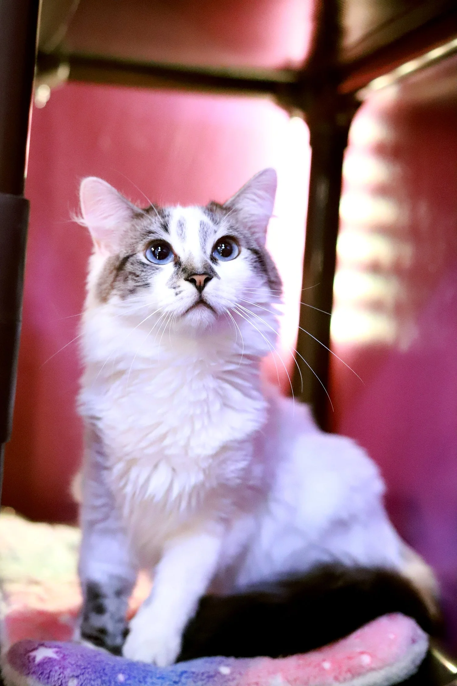 A grey tabby siamese kitty with blue eyes sits in front of a pink wall
