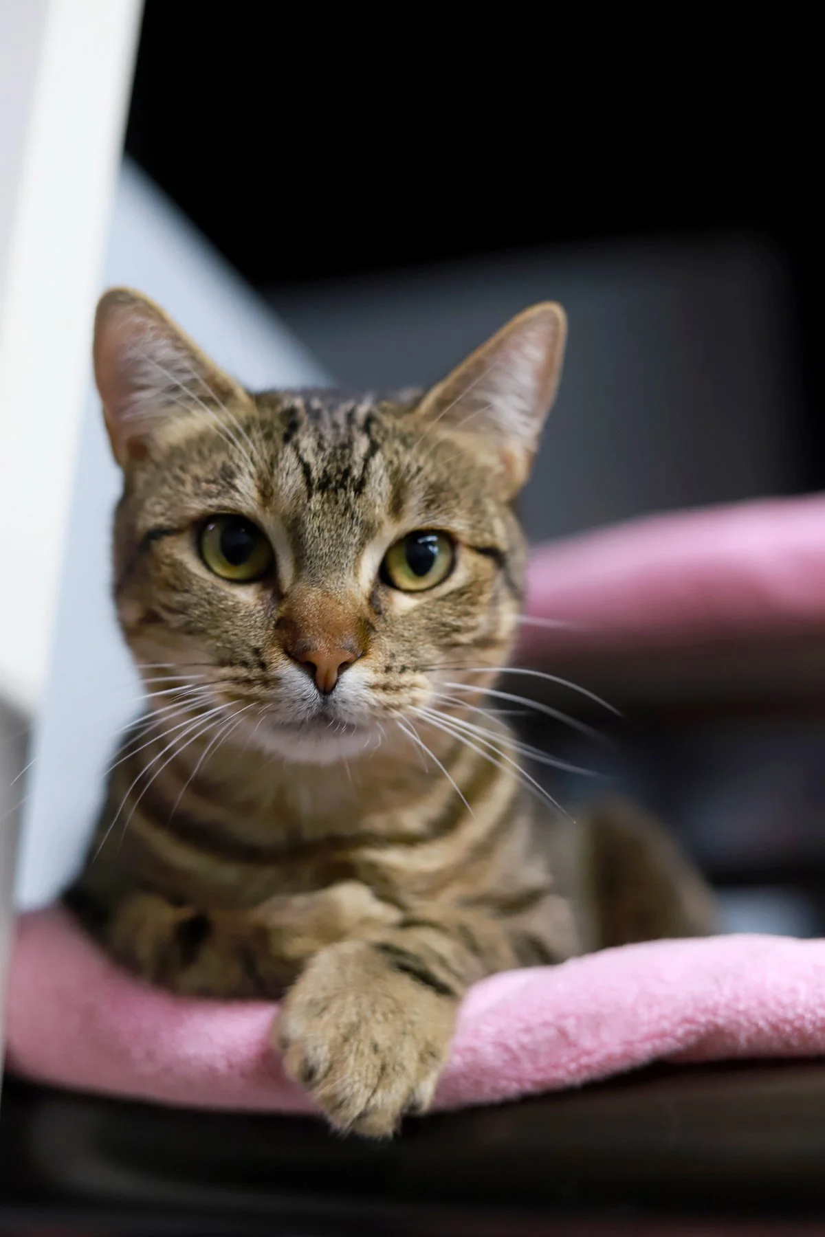 A little brown tabby kitten peeks out from under a blanket