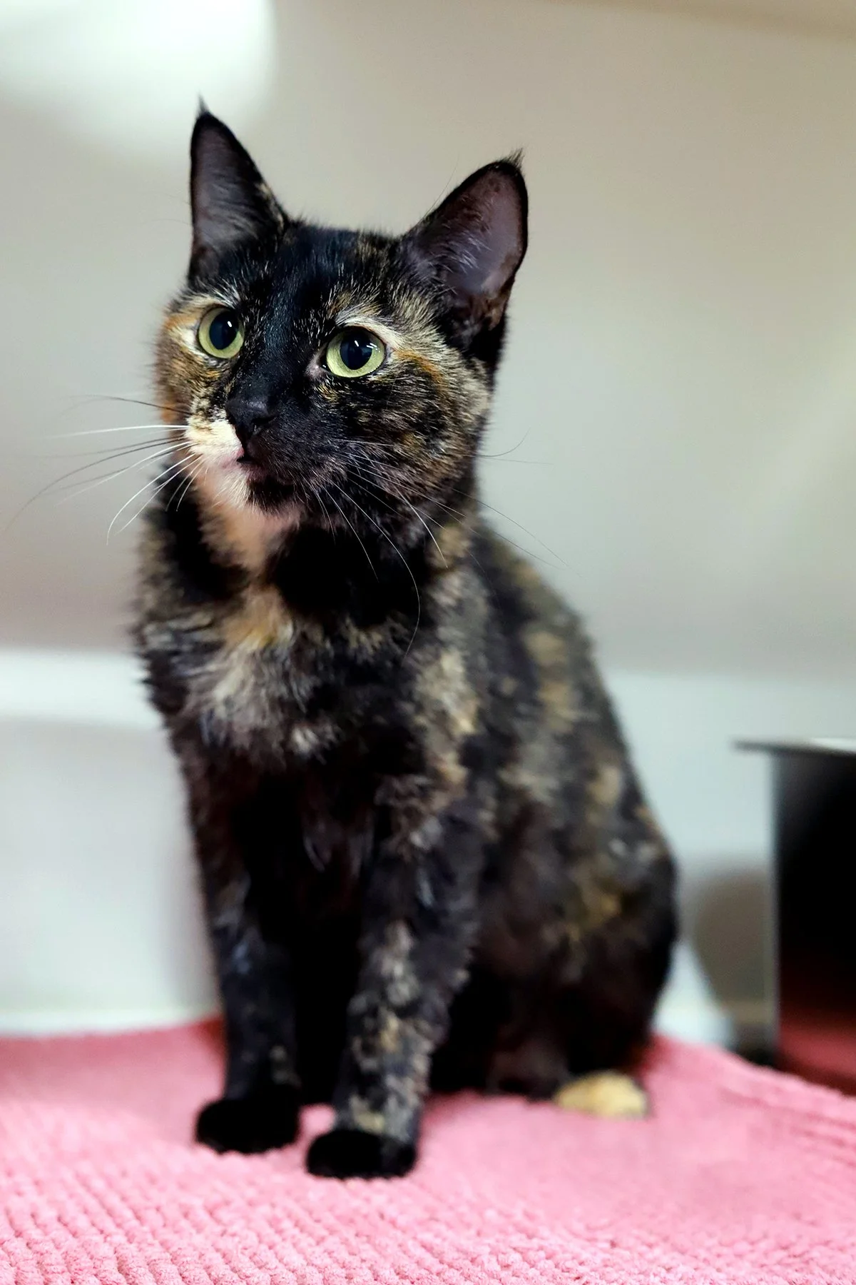 A tortoiseshell kitty with bright green eyes looks upward