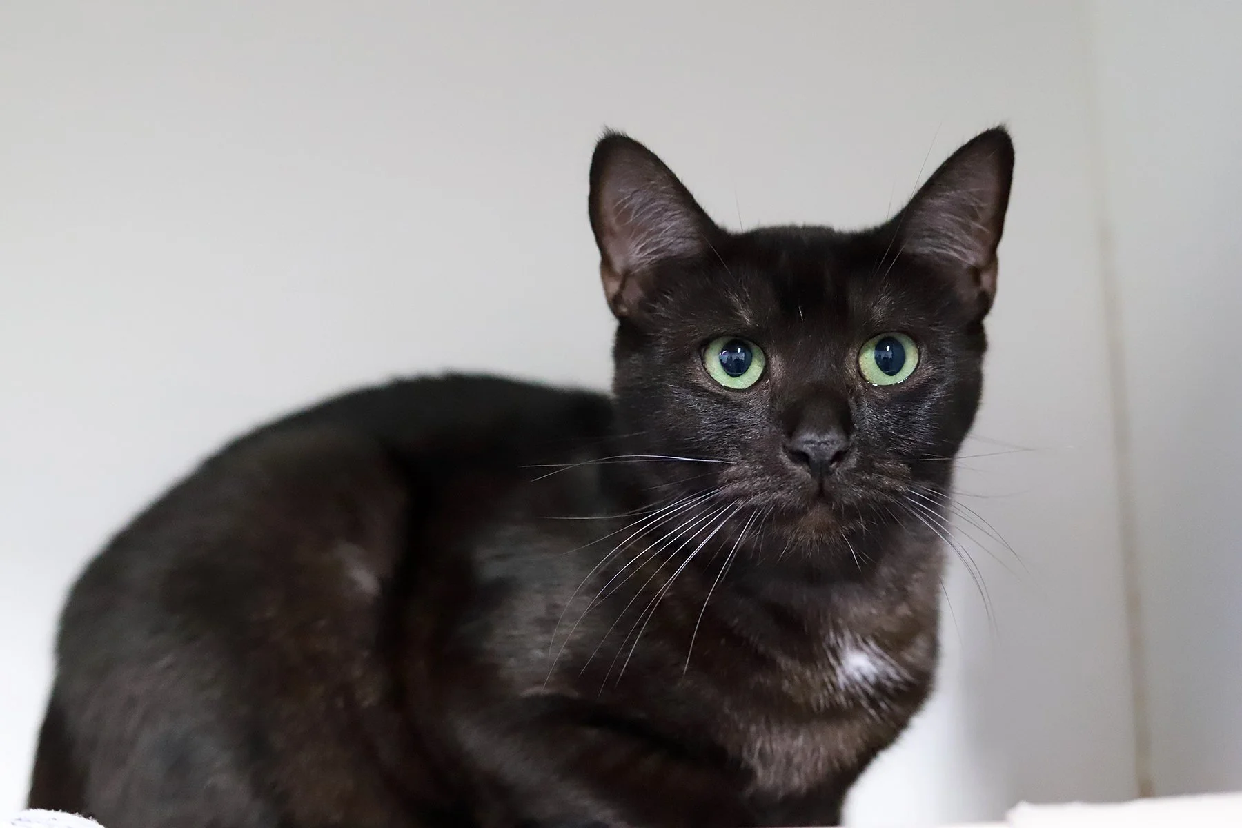 a smoke coat black tabby with green eyes 