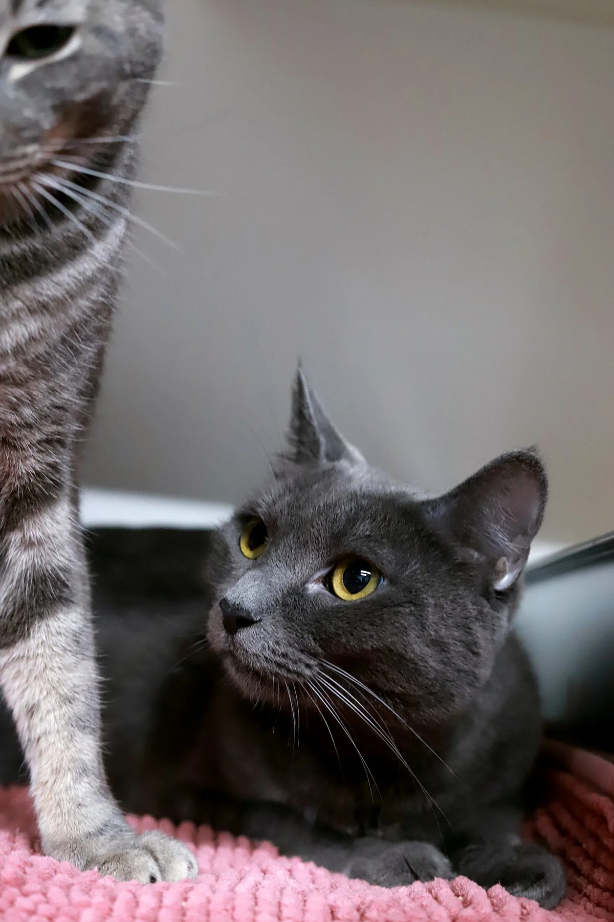 a grey kitty with gold eyes looks up