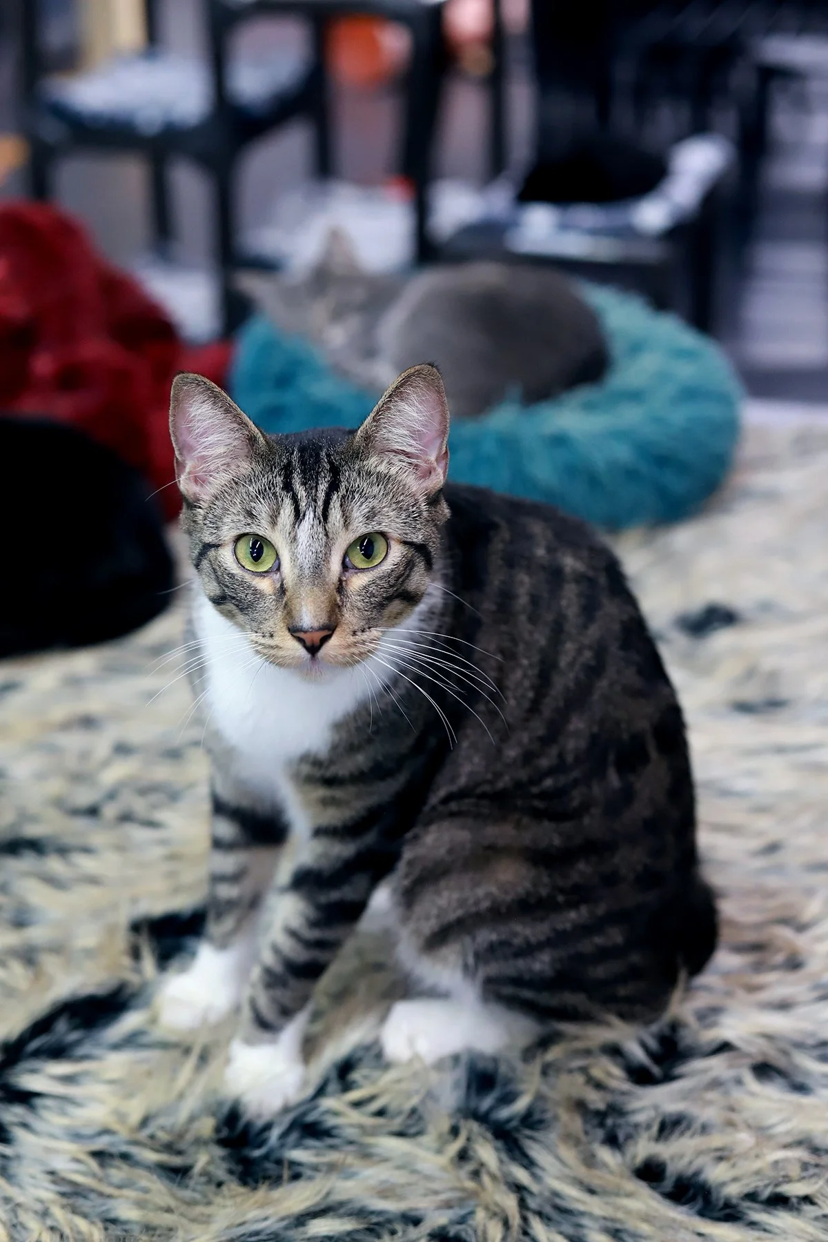 a brown and white striking tabby cat
