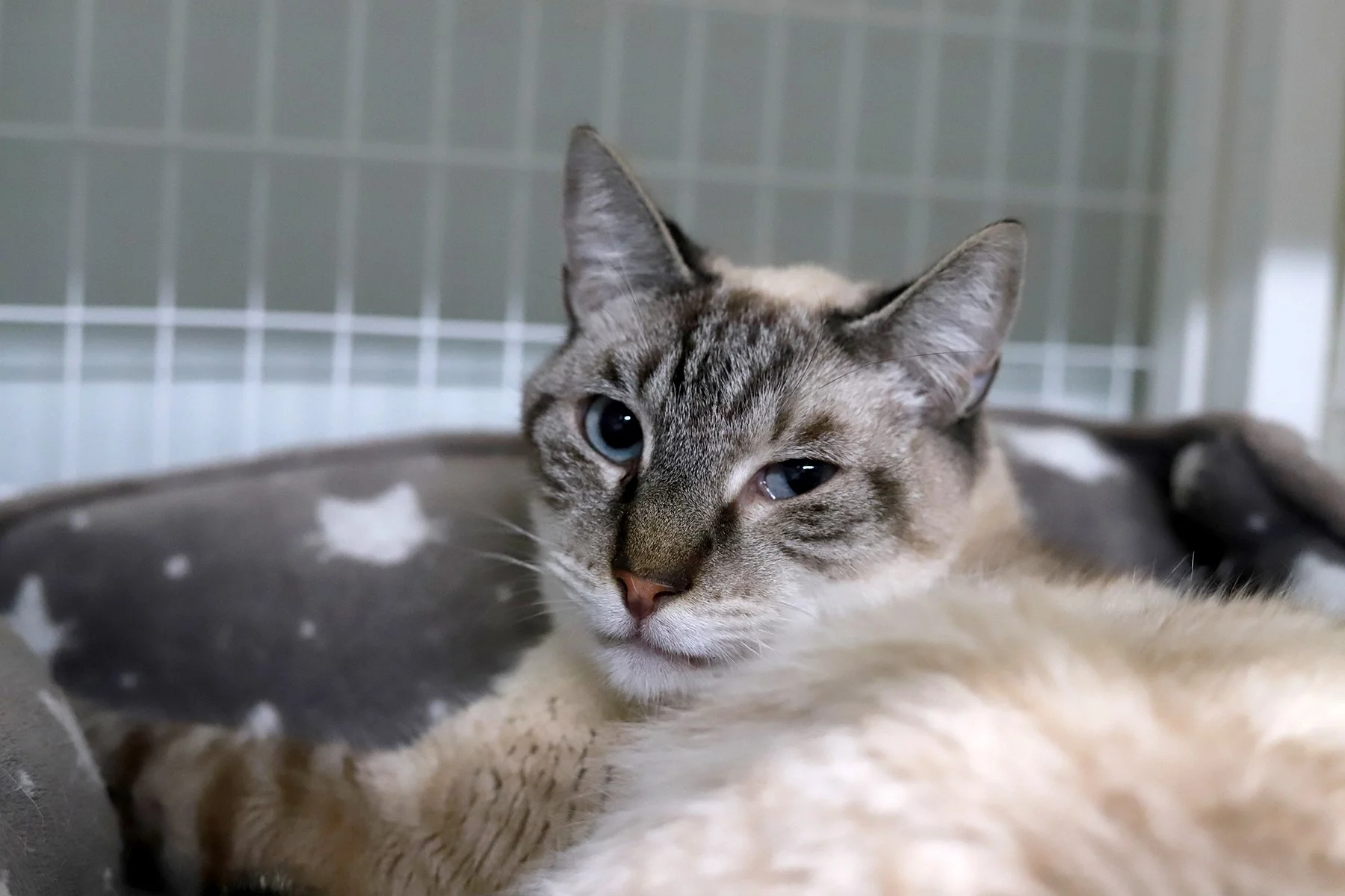 A grey siamese cat with blue eyes, gazes over his shoulder at the camera