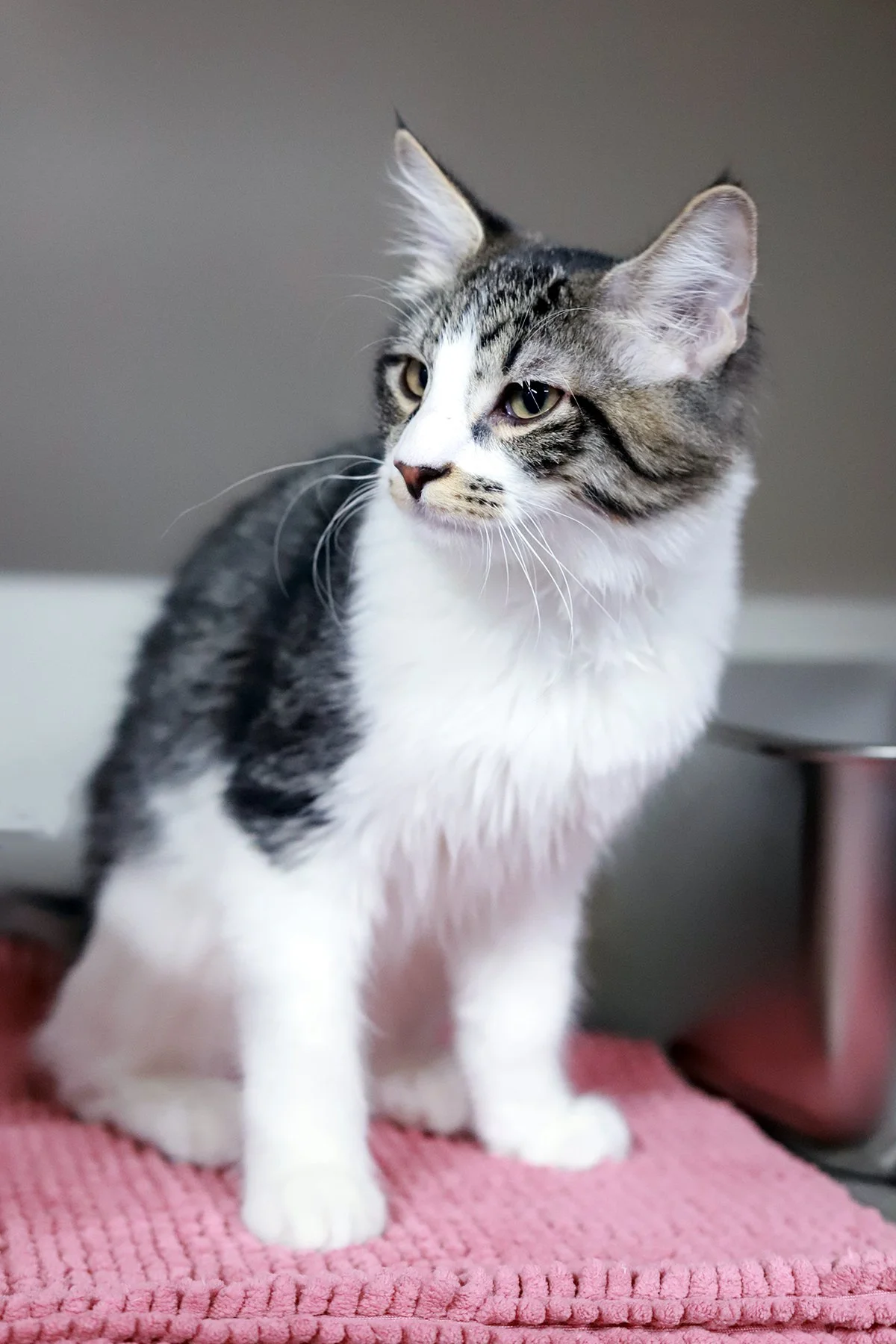 a fluffy white and brown tabby kitten